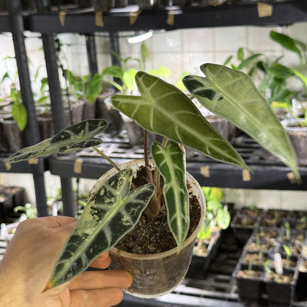 Alocasia