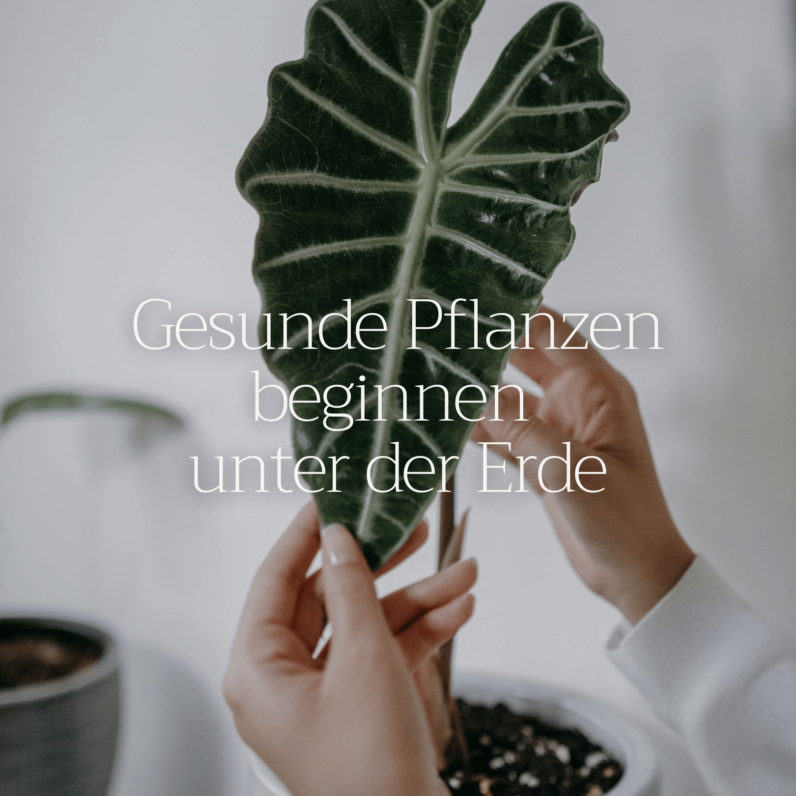 Araceae PLUS | Premium-Substrat mit Basaltkraft® mineralisiert