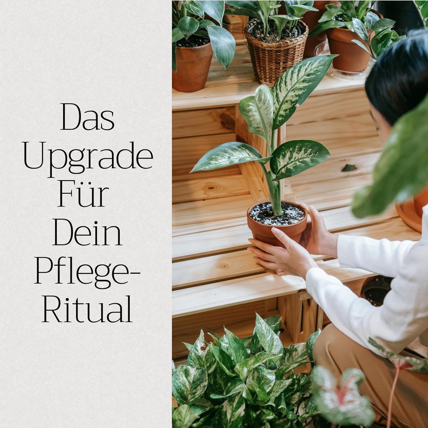 Basaltkraft (600g) | Premium-Supplement für Zimmerpflanzen