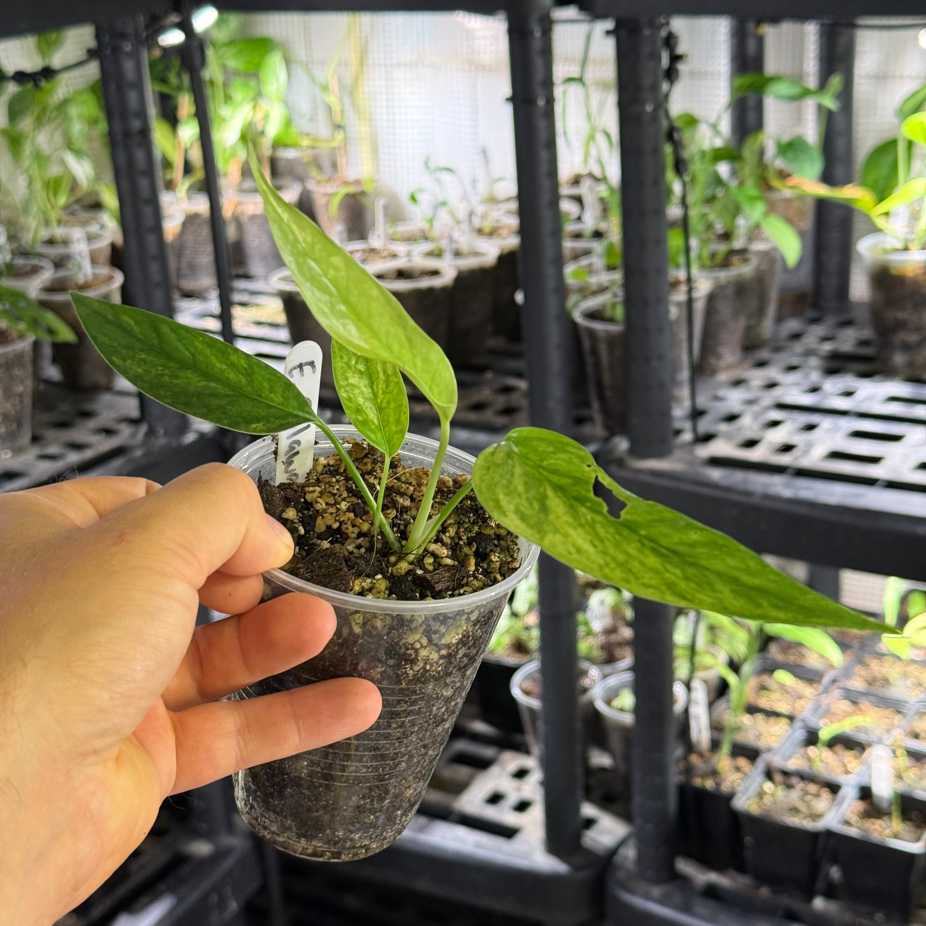 Epipremnum pinnatum sp. sulawesi mint