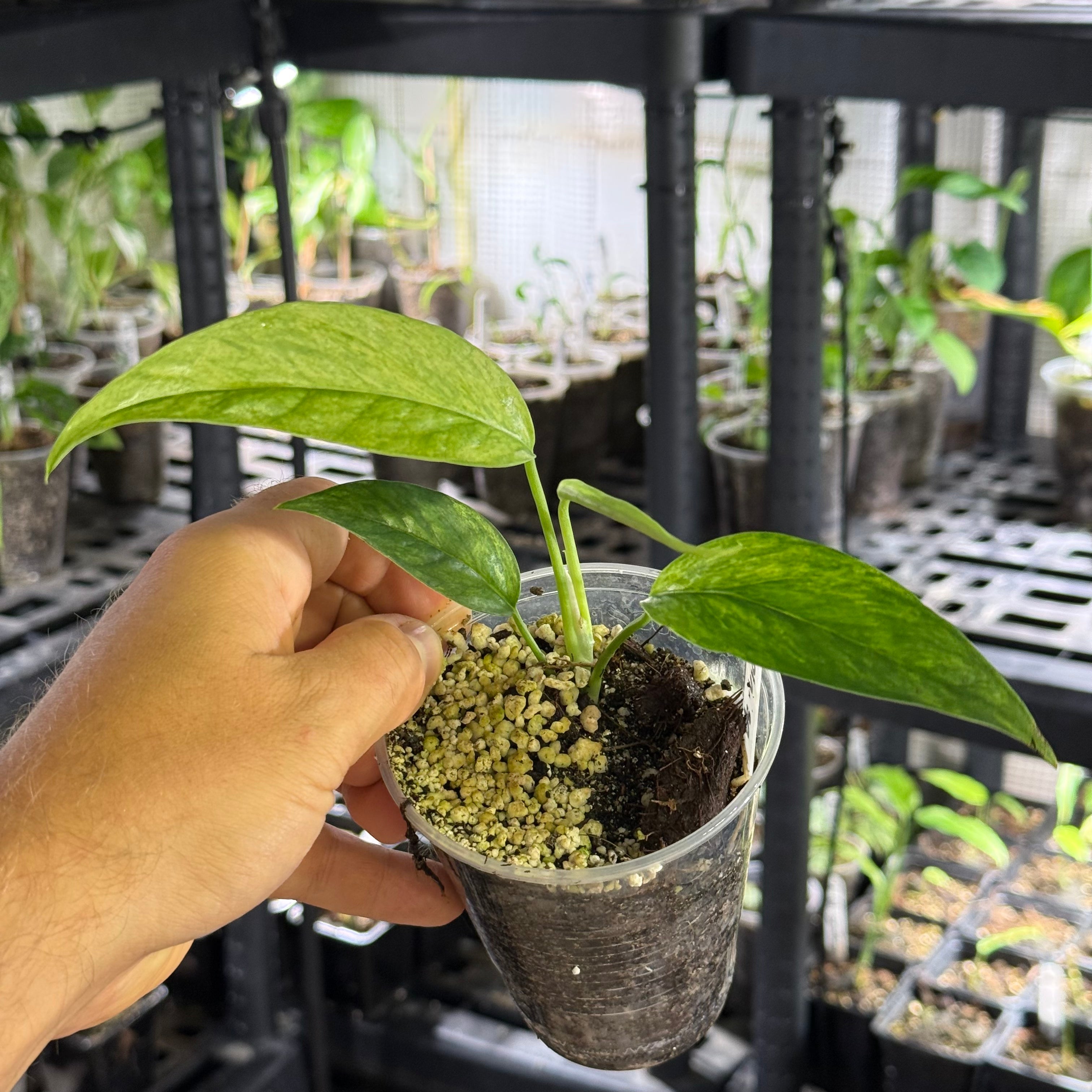 Epipremnum pinnatum sp. sulawesi mint