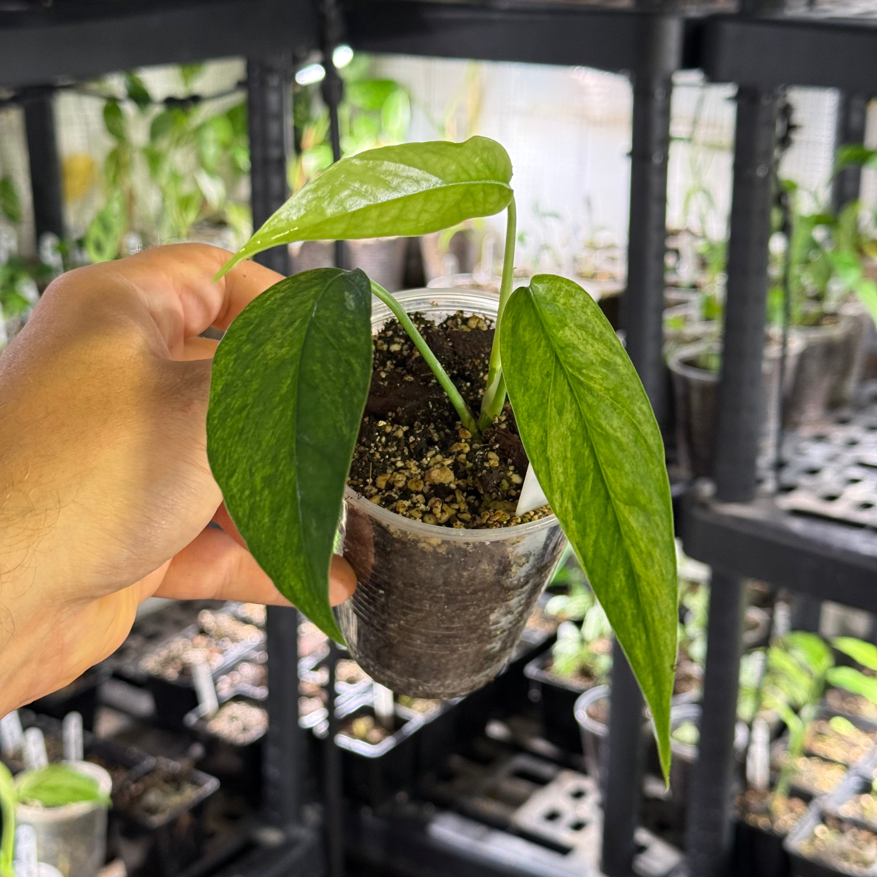 Epipremnum pinnatum sp. sulawesi mint
