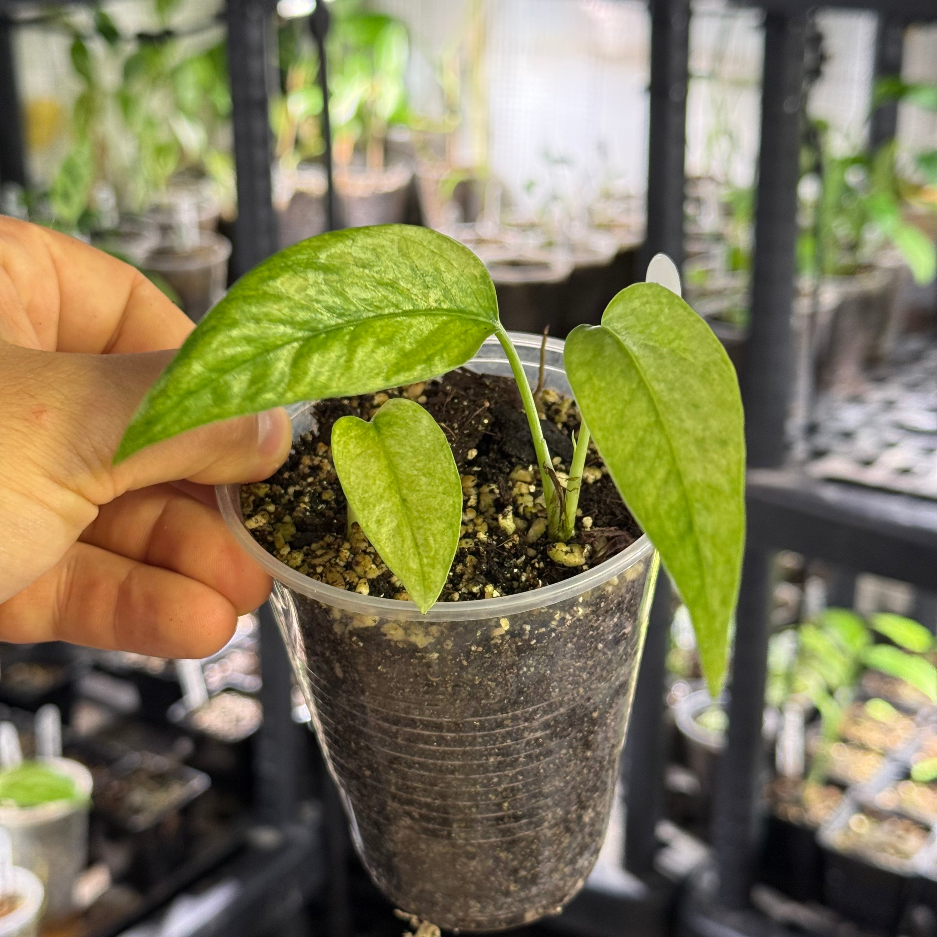 Epipremnum pinnatum sp. sulawesi mint
