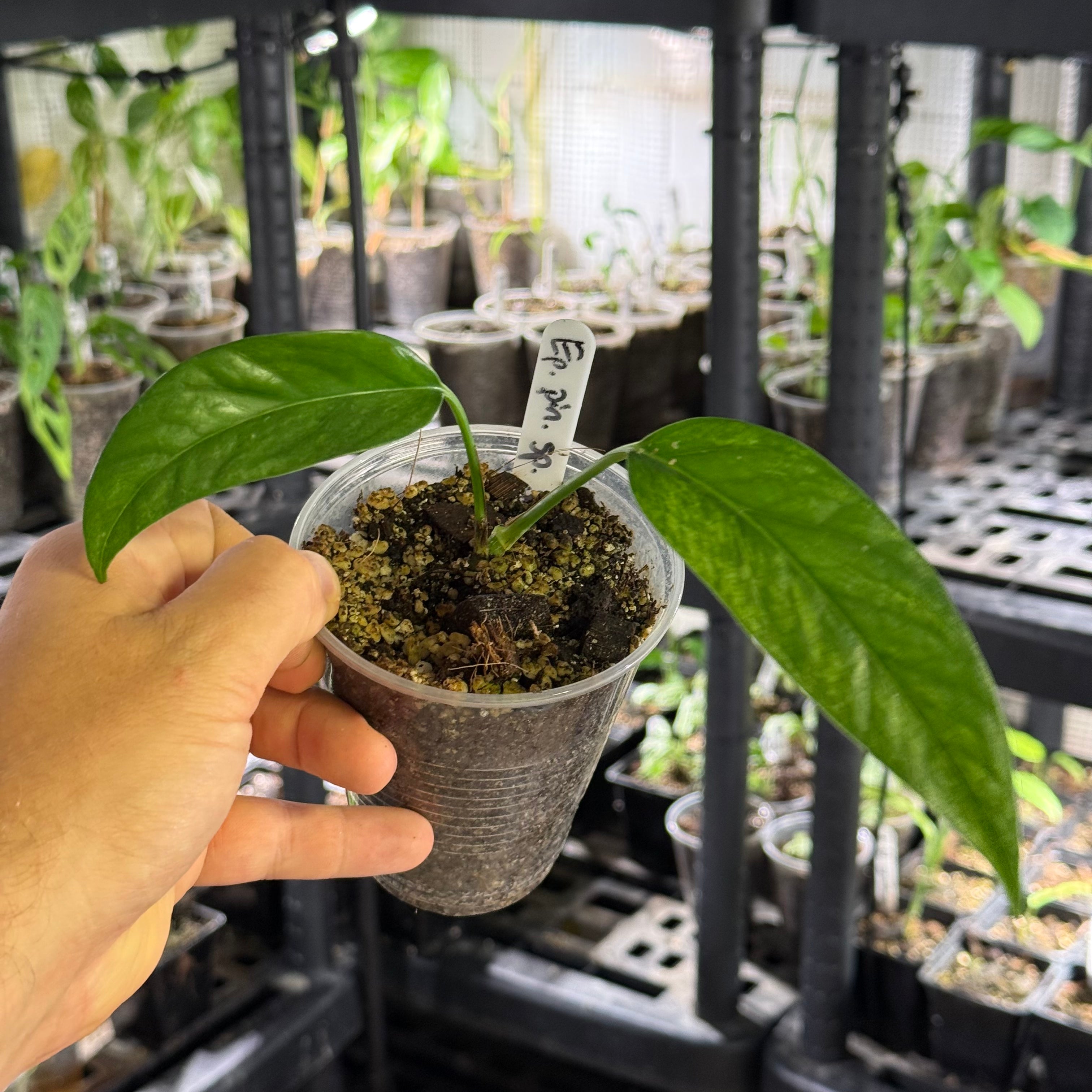 Epipremnum pinnatum sp. sulawesi mint