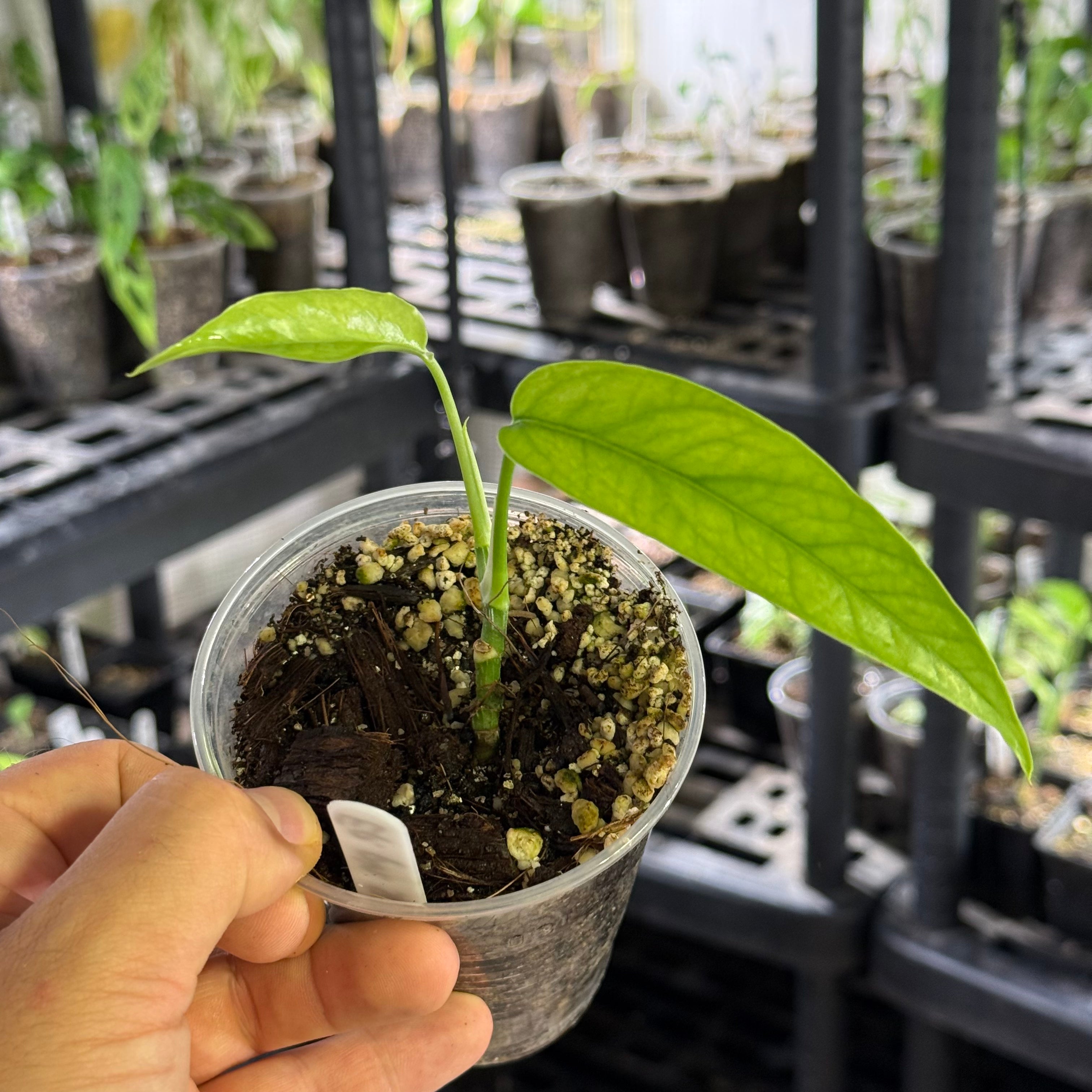 Epipremnum pinnatum sp. sulawesi mint