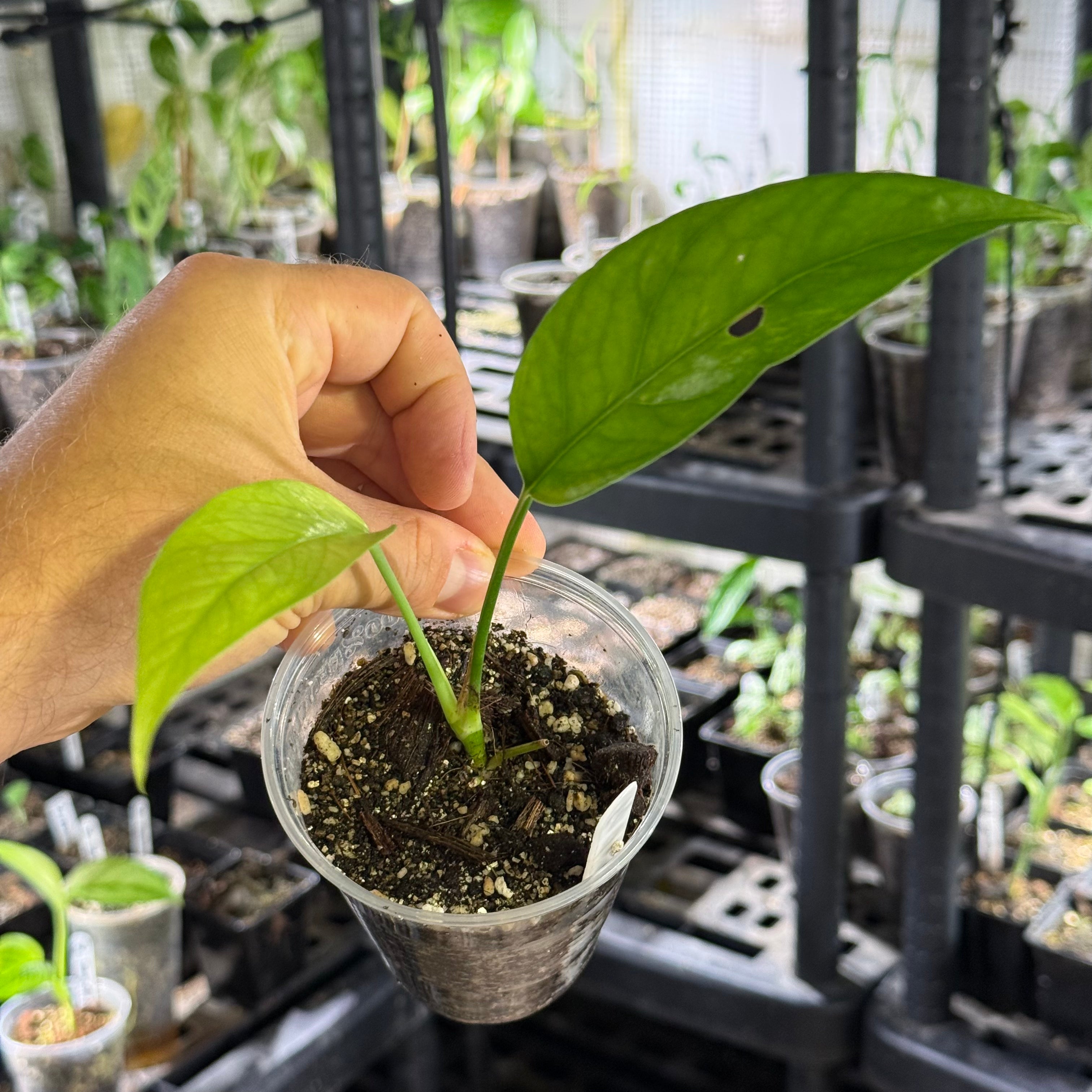 Epipremnum pinnatum sp. sulawesi mint