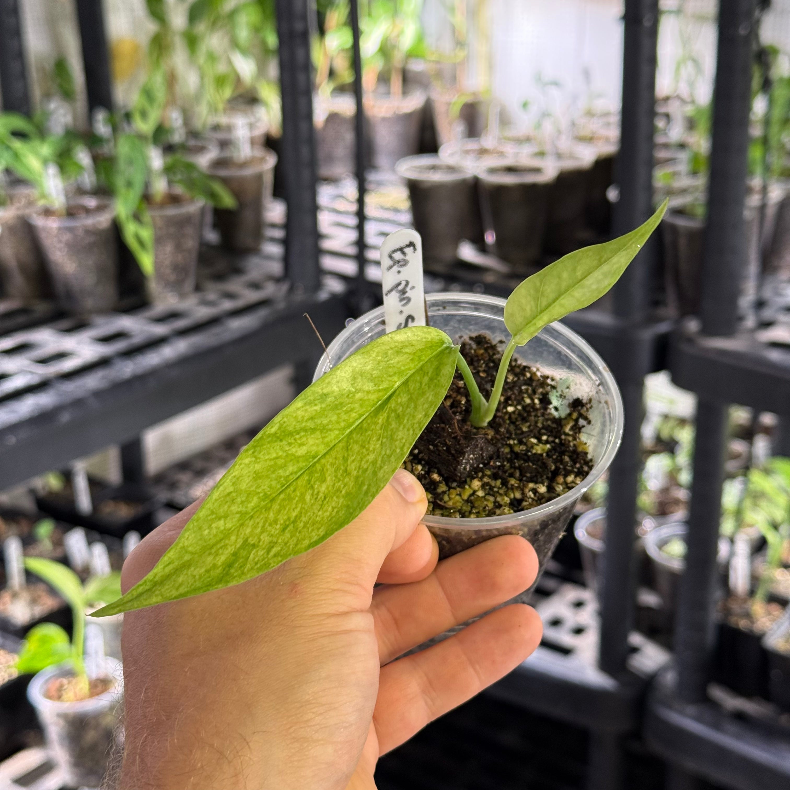 Epipremnum pinnatum sp. sulawesi mint