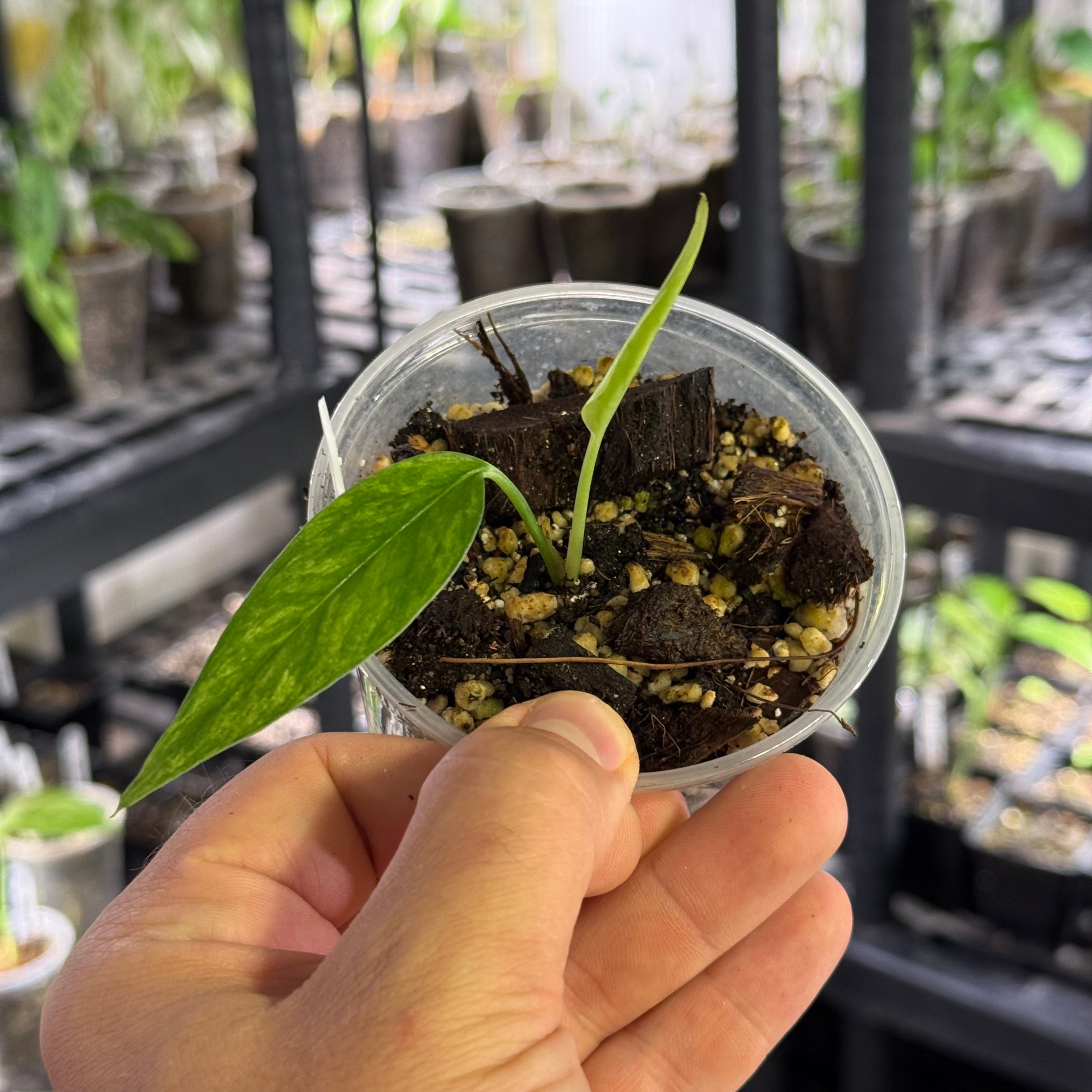 Epipremnum pinnatum sp. sulawesi mint