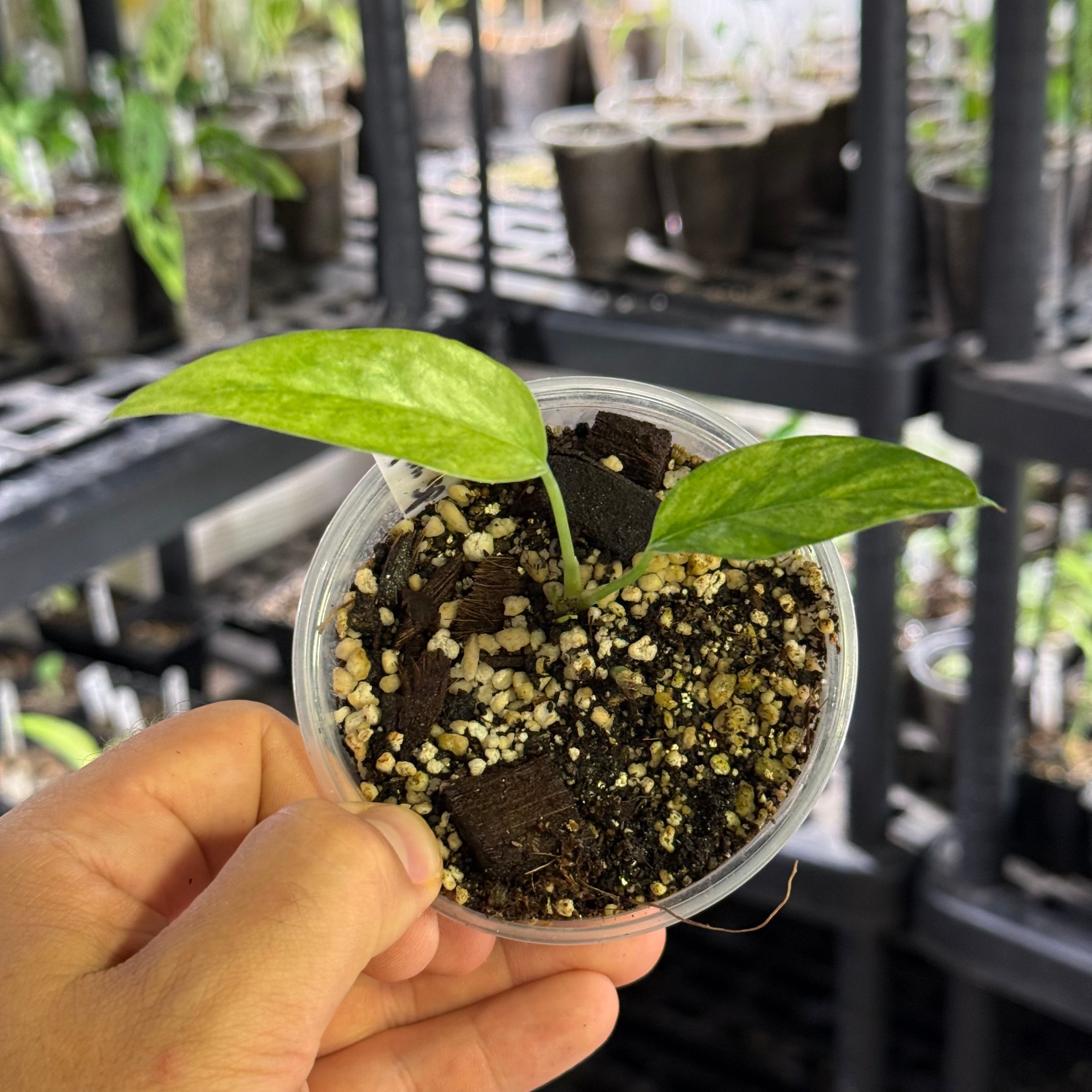 Epipremnum pinnatum sp. sulawesi mint