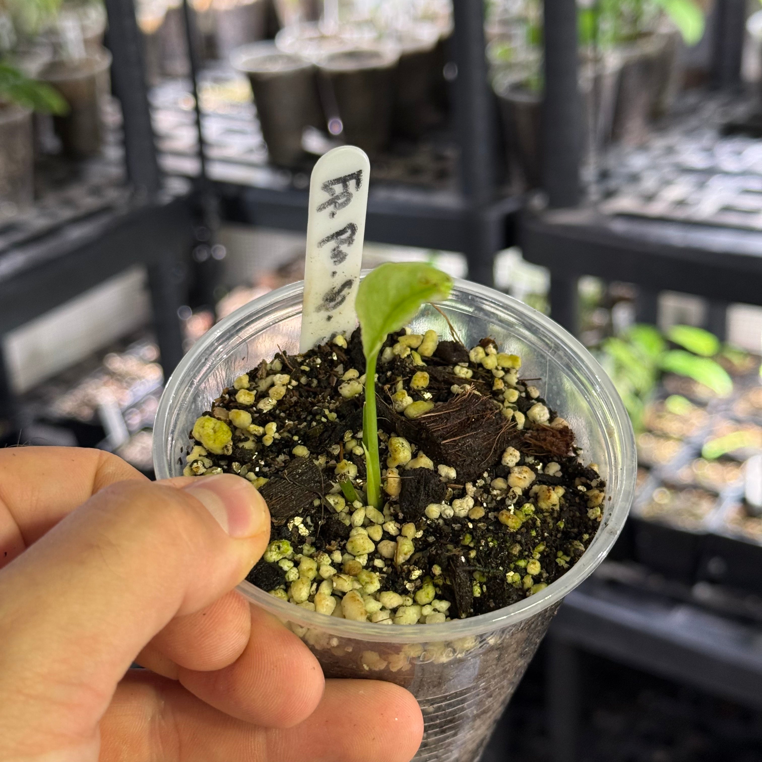 Epipremnum pinnatum sp. sulawesi mint