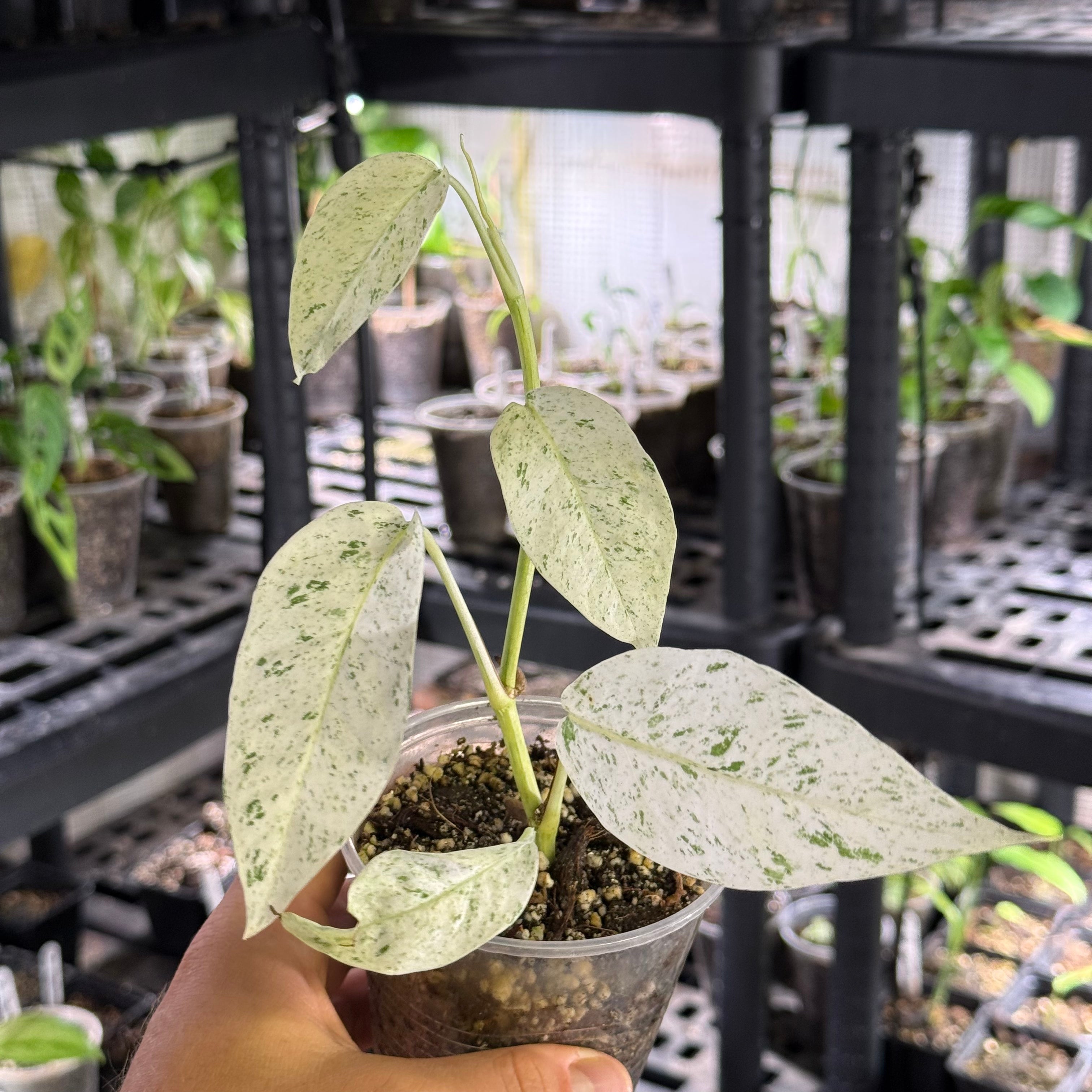 Epipremnum pinnatum marble variegata