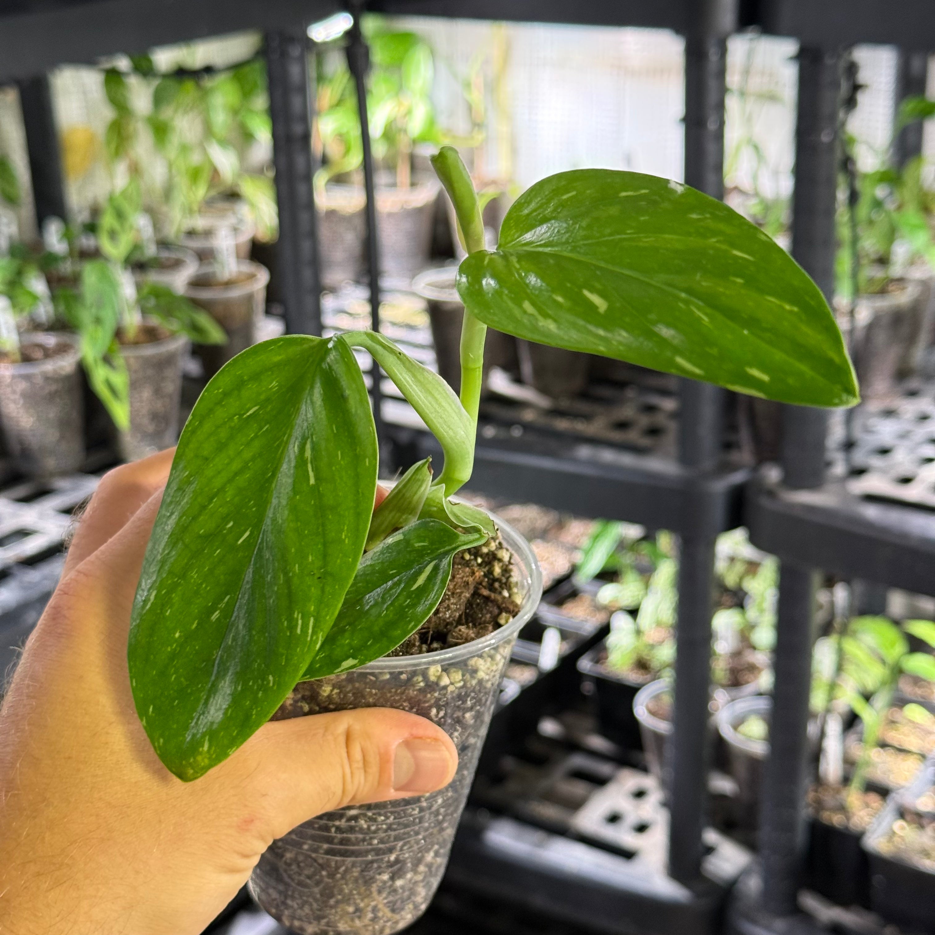 Monstera standleyana albo variegata