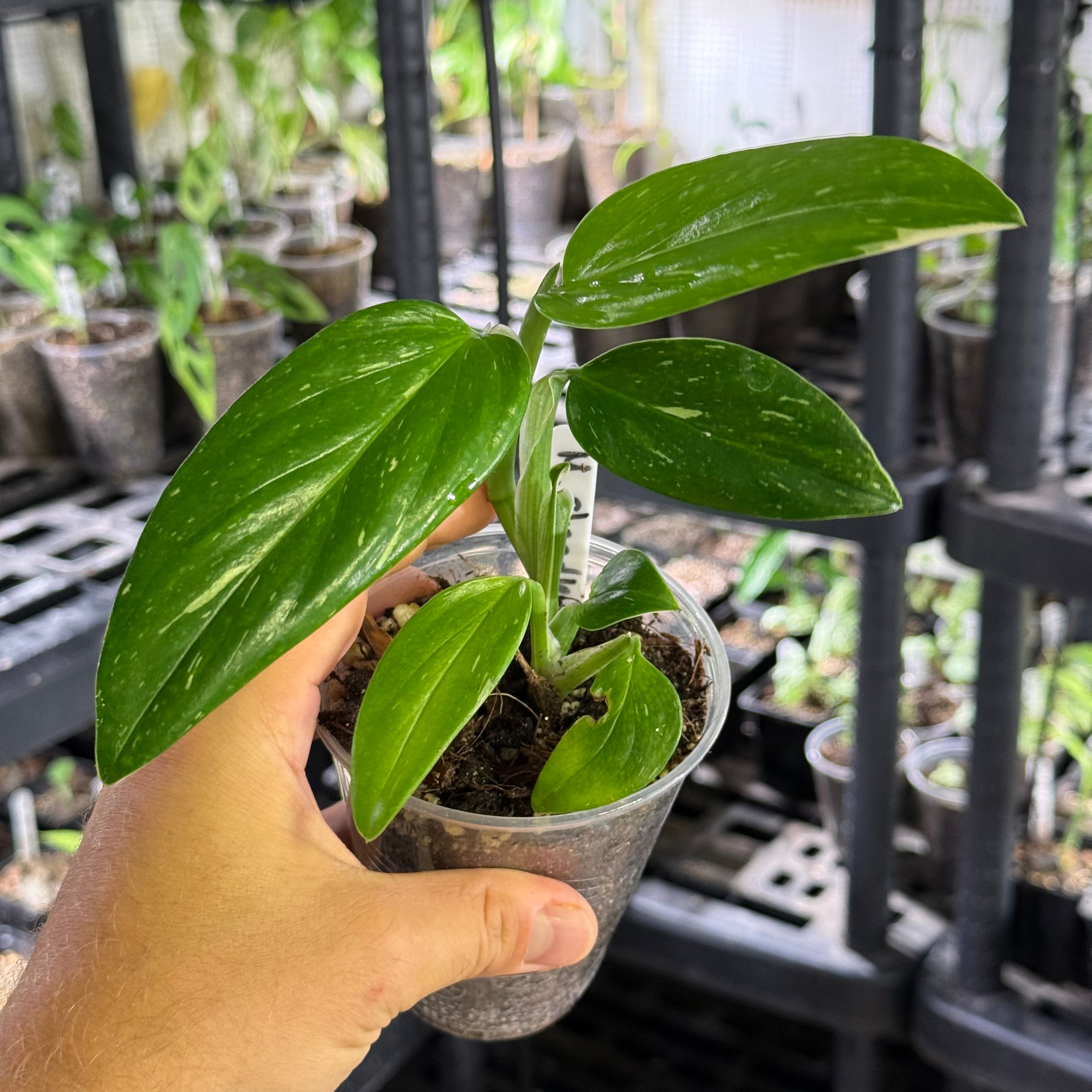 Monstera standleyana albo variegata