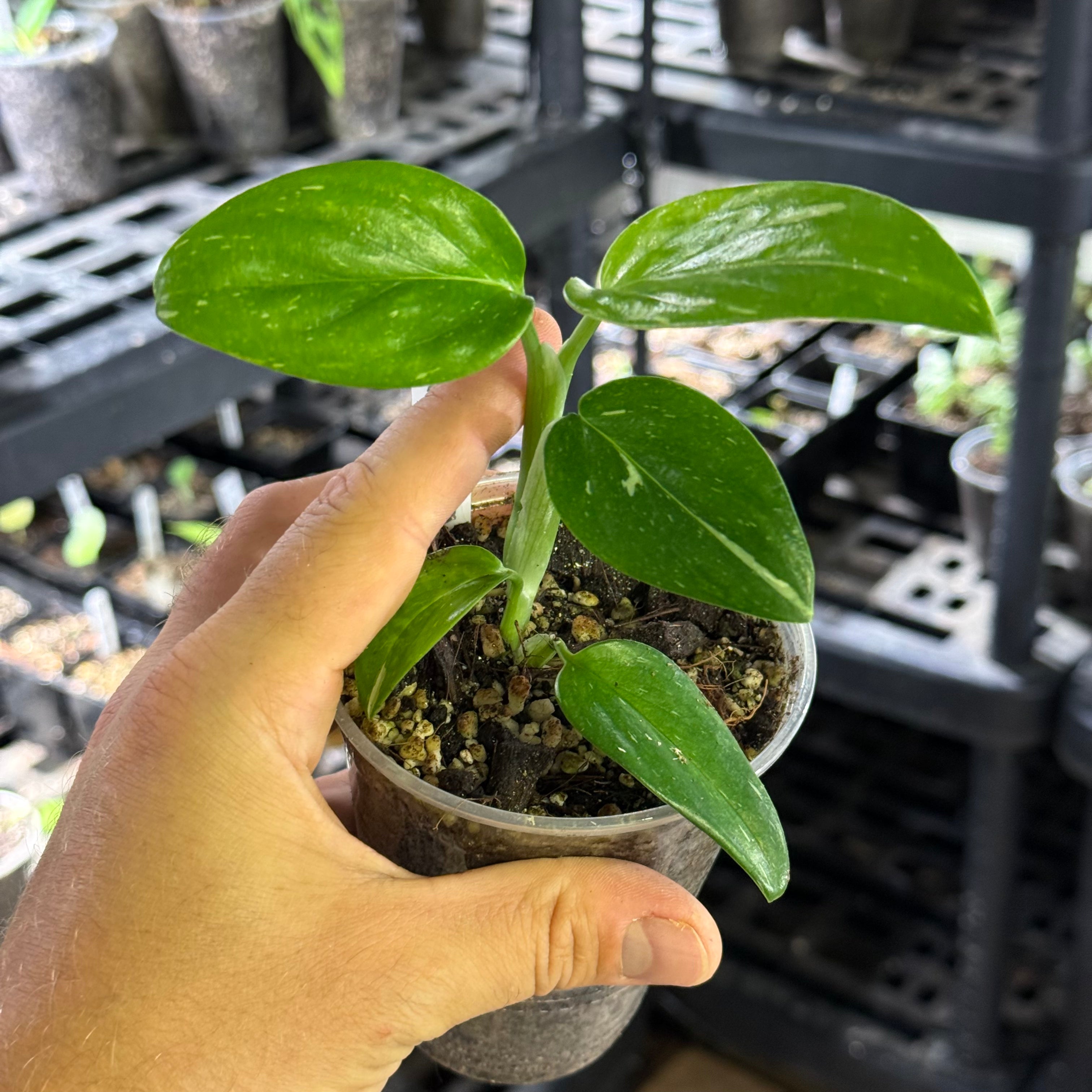 Monstera standleyana albo variegata