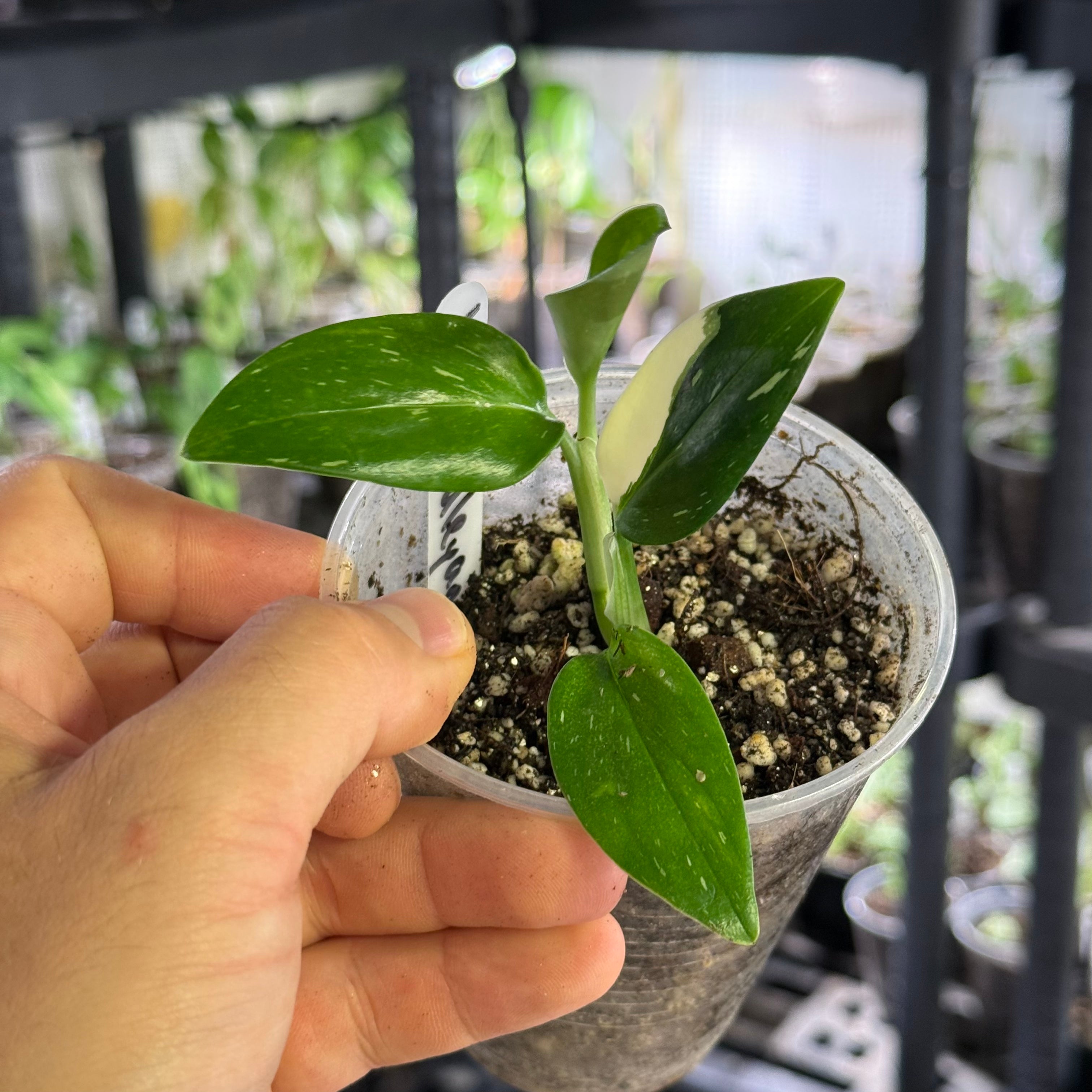 Monstera standleyana albo variegata
