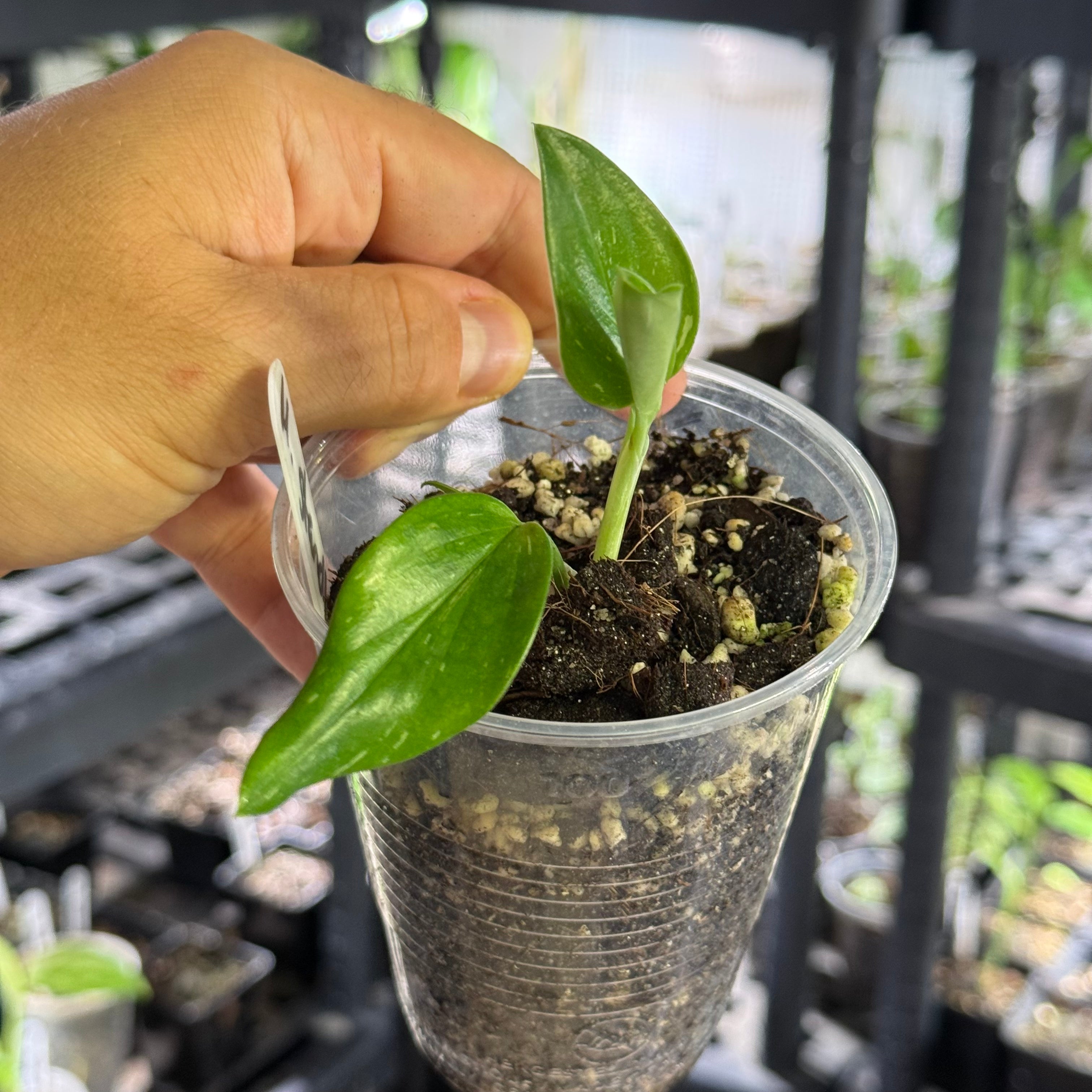 Monstera standleyana albo variegata