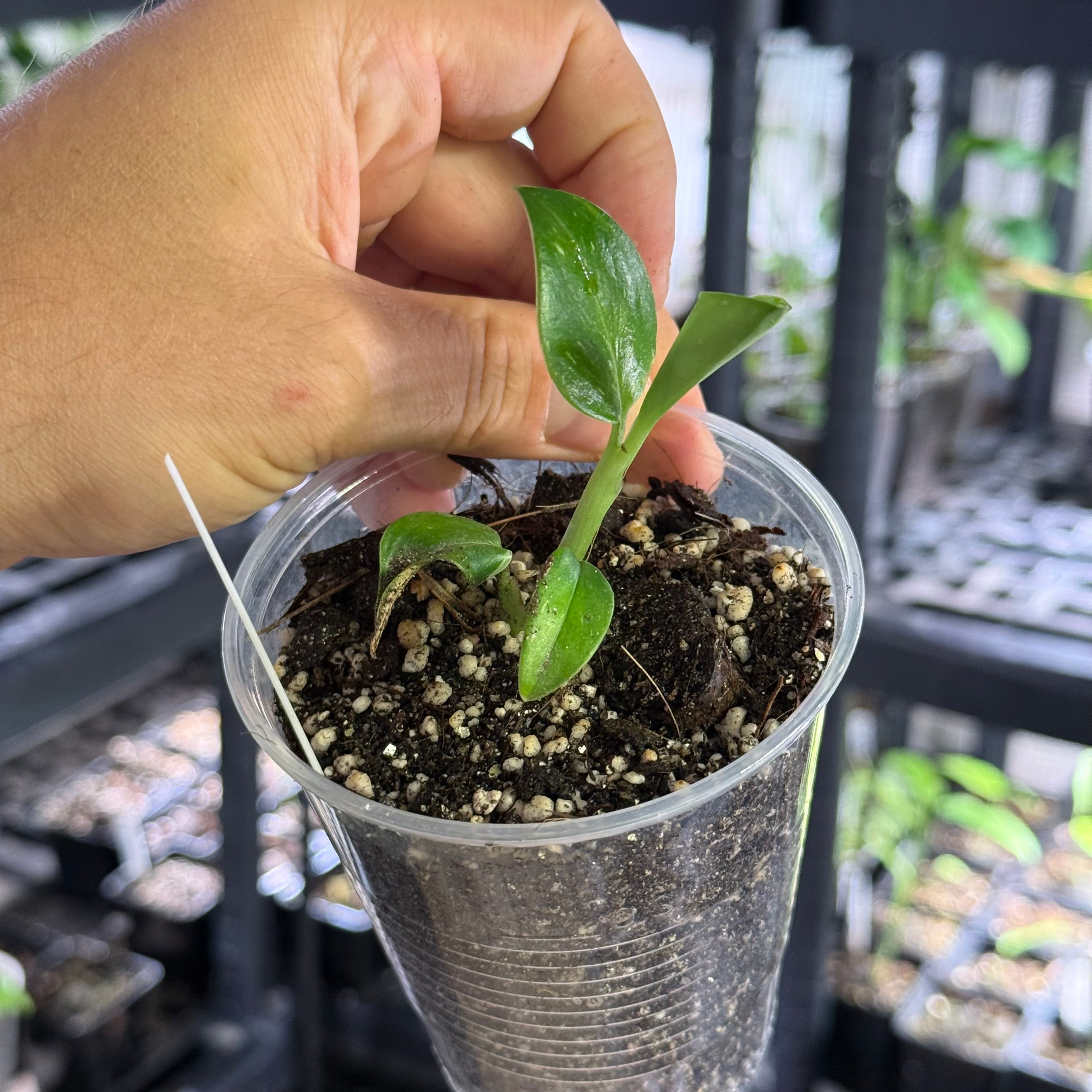 Monstera standleyana albo variegata