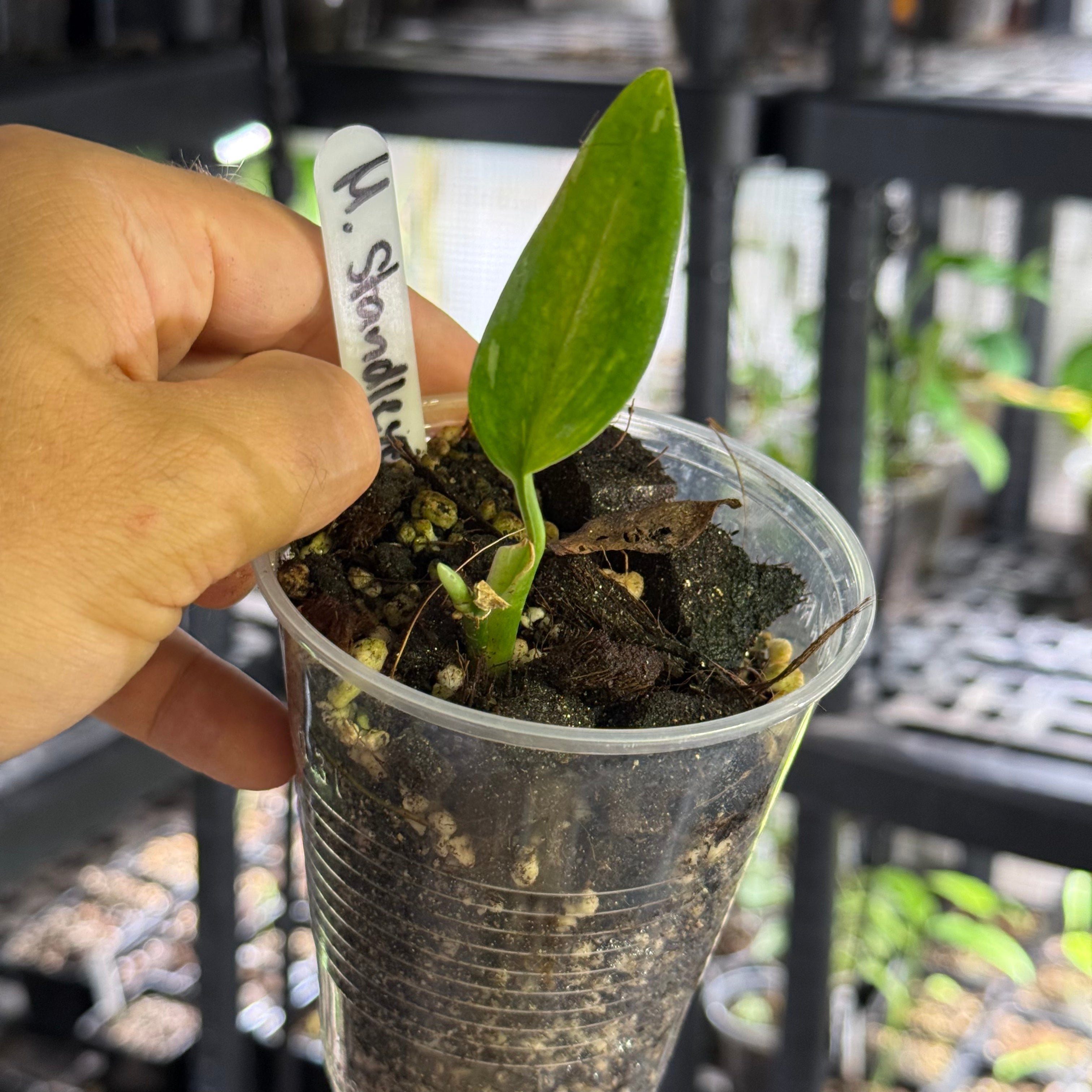 Monstera standleyana albo variegata