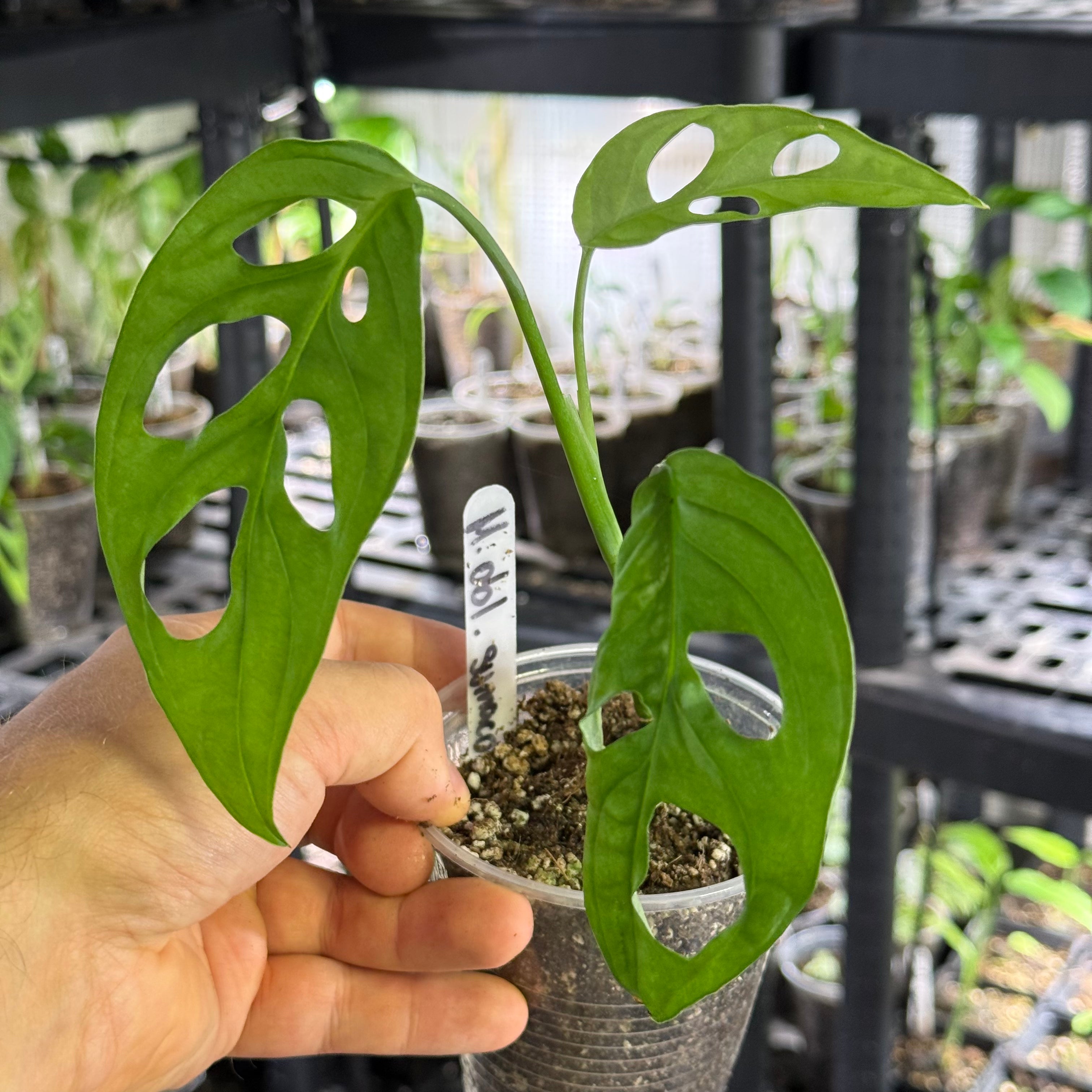 Monstera obliqua sumaco
