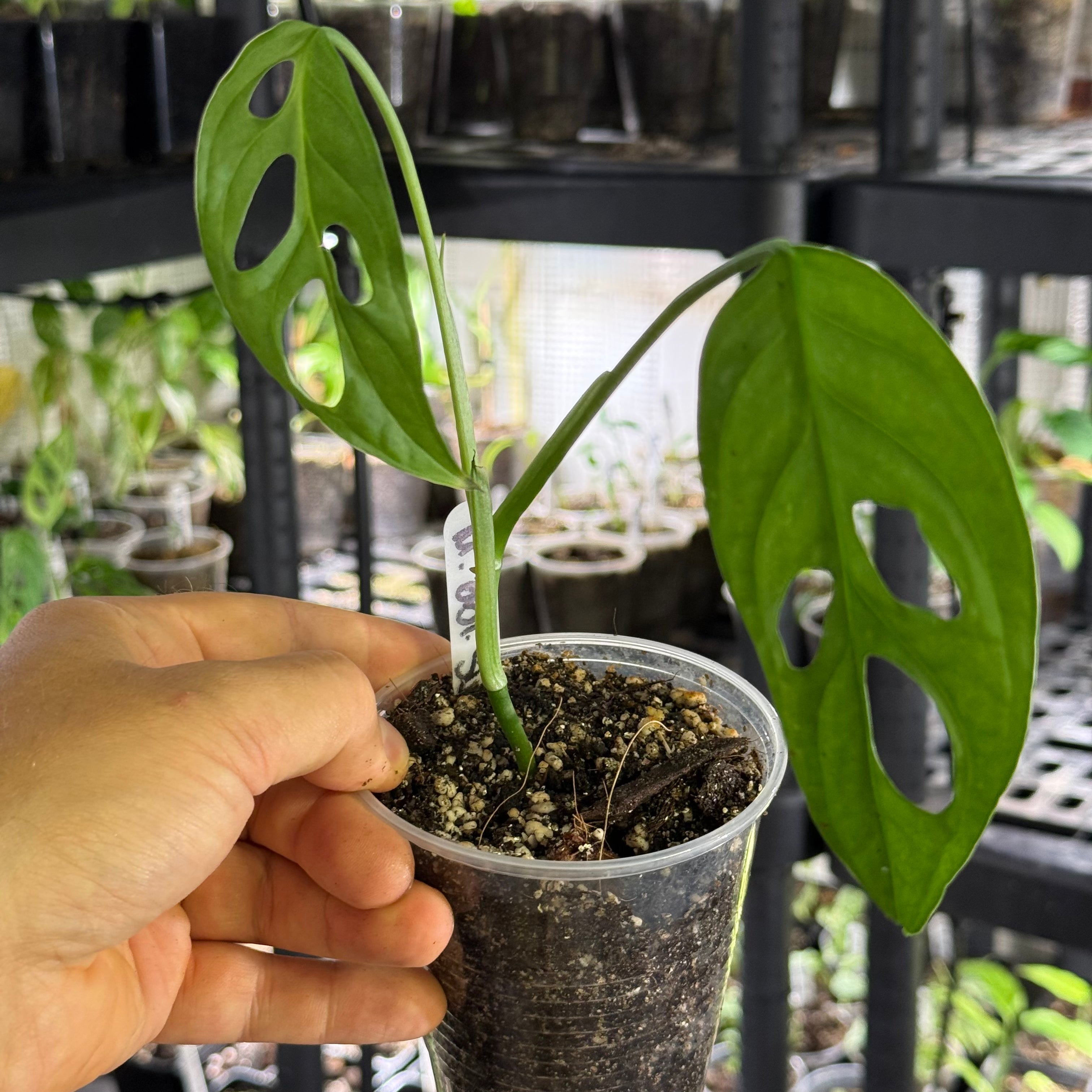 Monstera obliqua sumaco