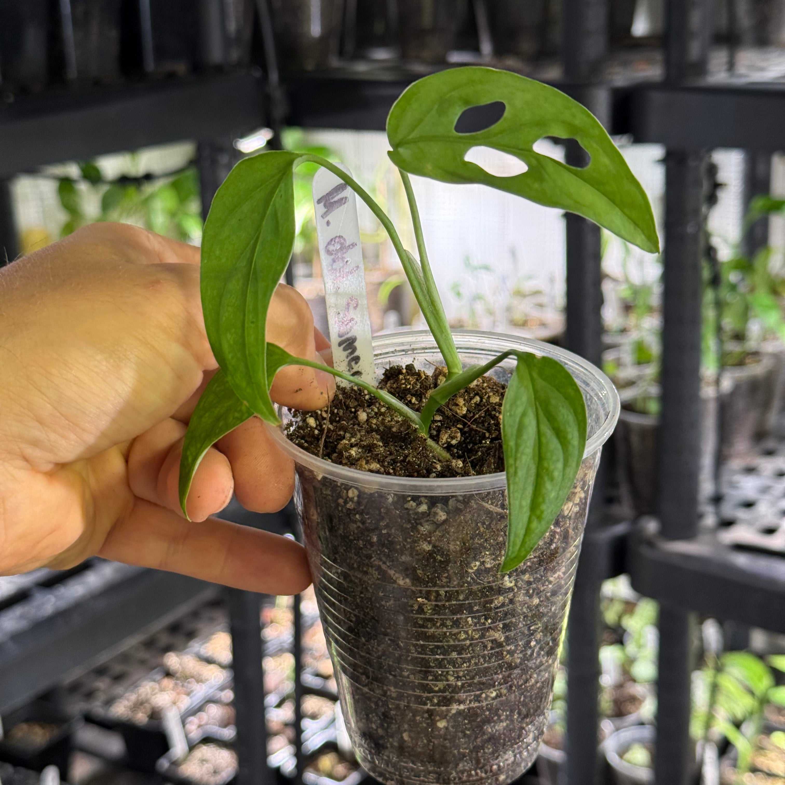 Monstera obliqua sumaco