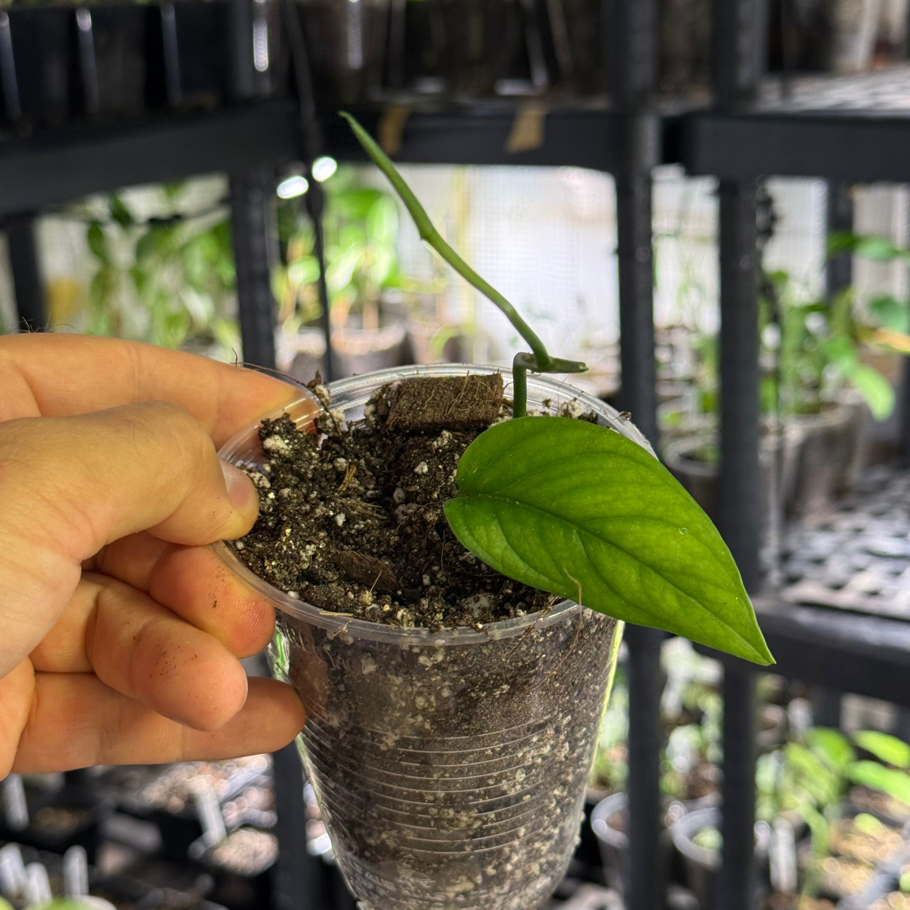 Monstera obliqua el tamarido