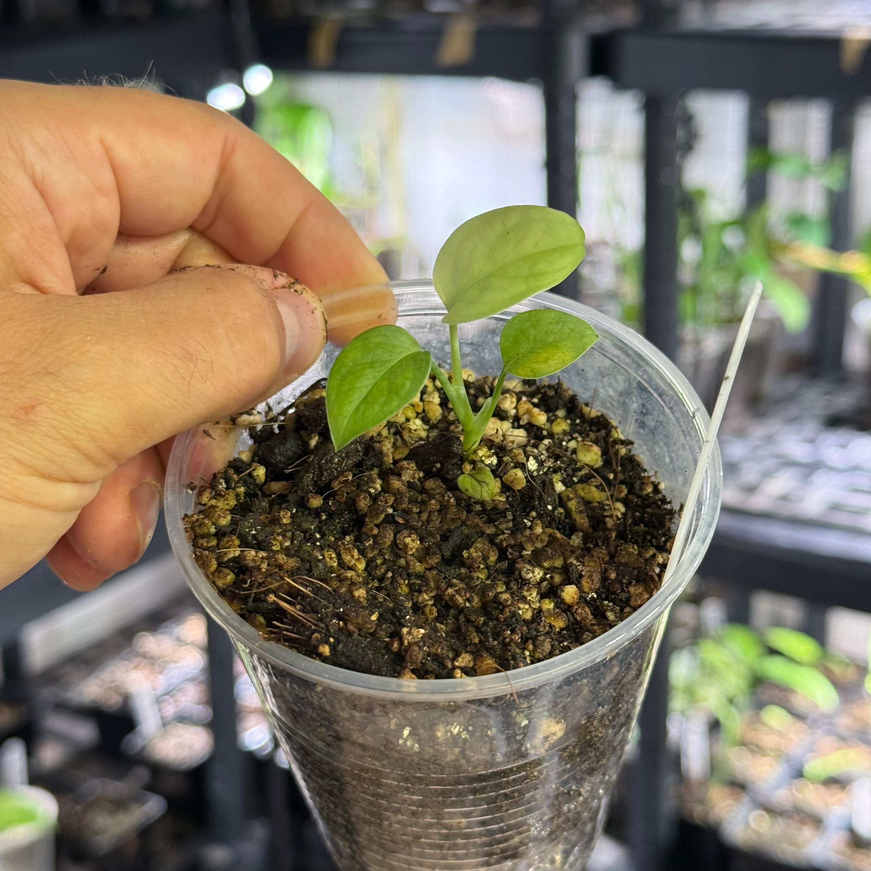 Monstera obliqua el tamarido