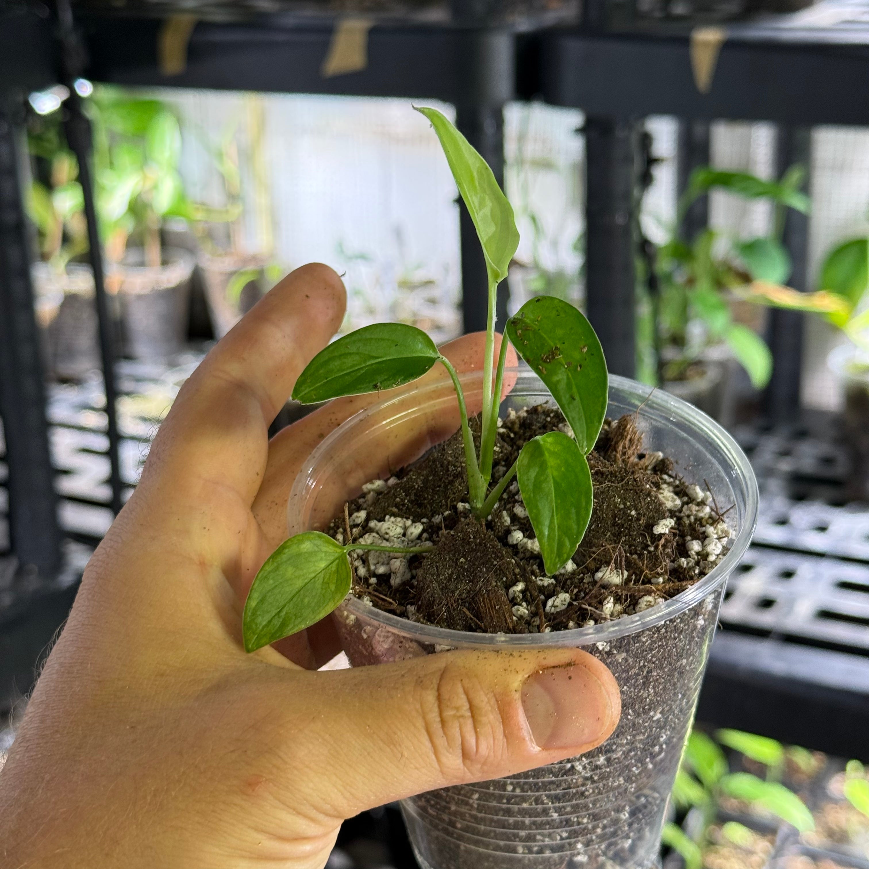 Monstera obliqua brazil