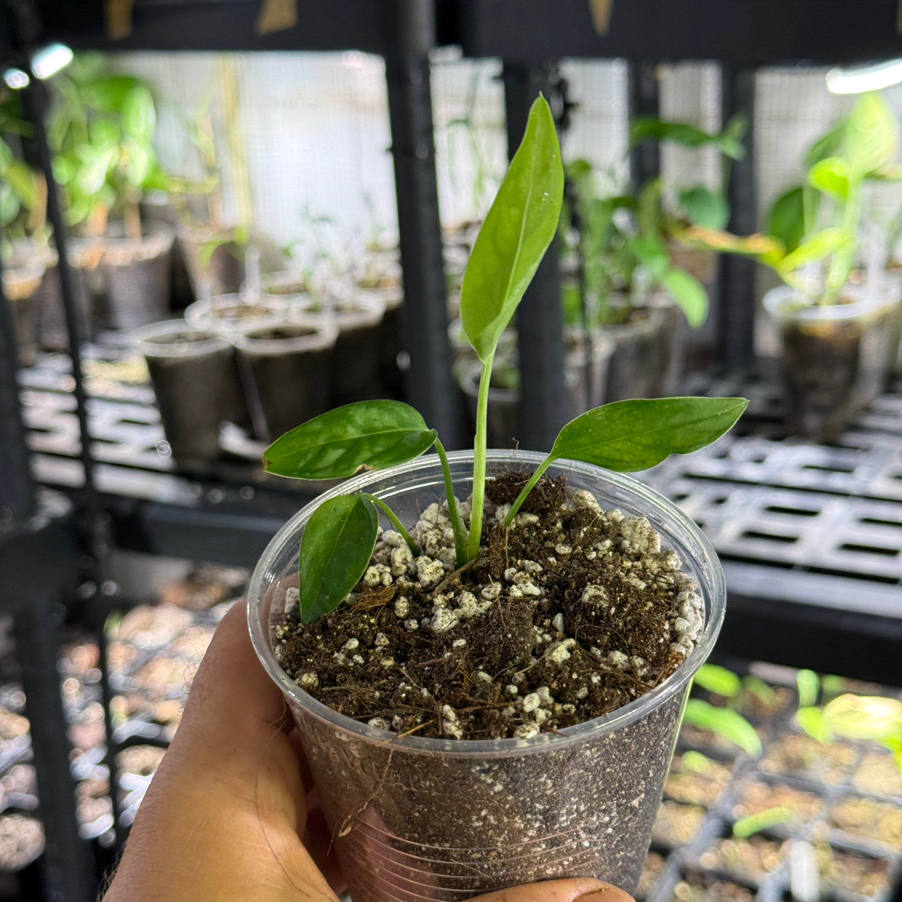 Monstera obliqua brazil