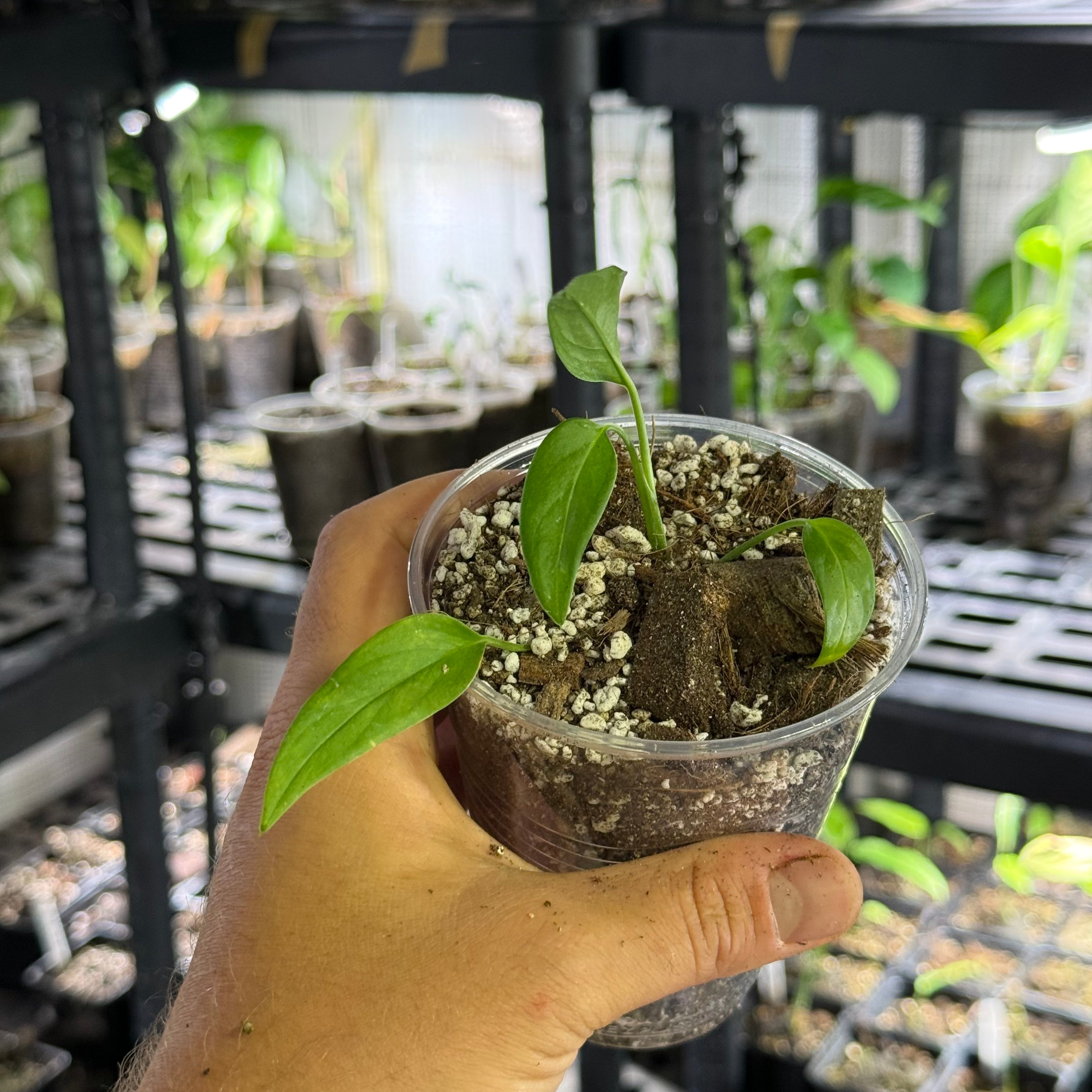 Monstera obliqua brazil