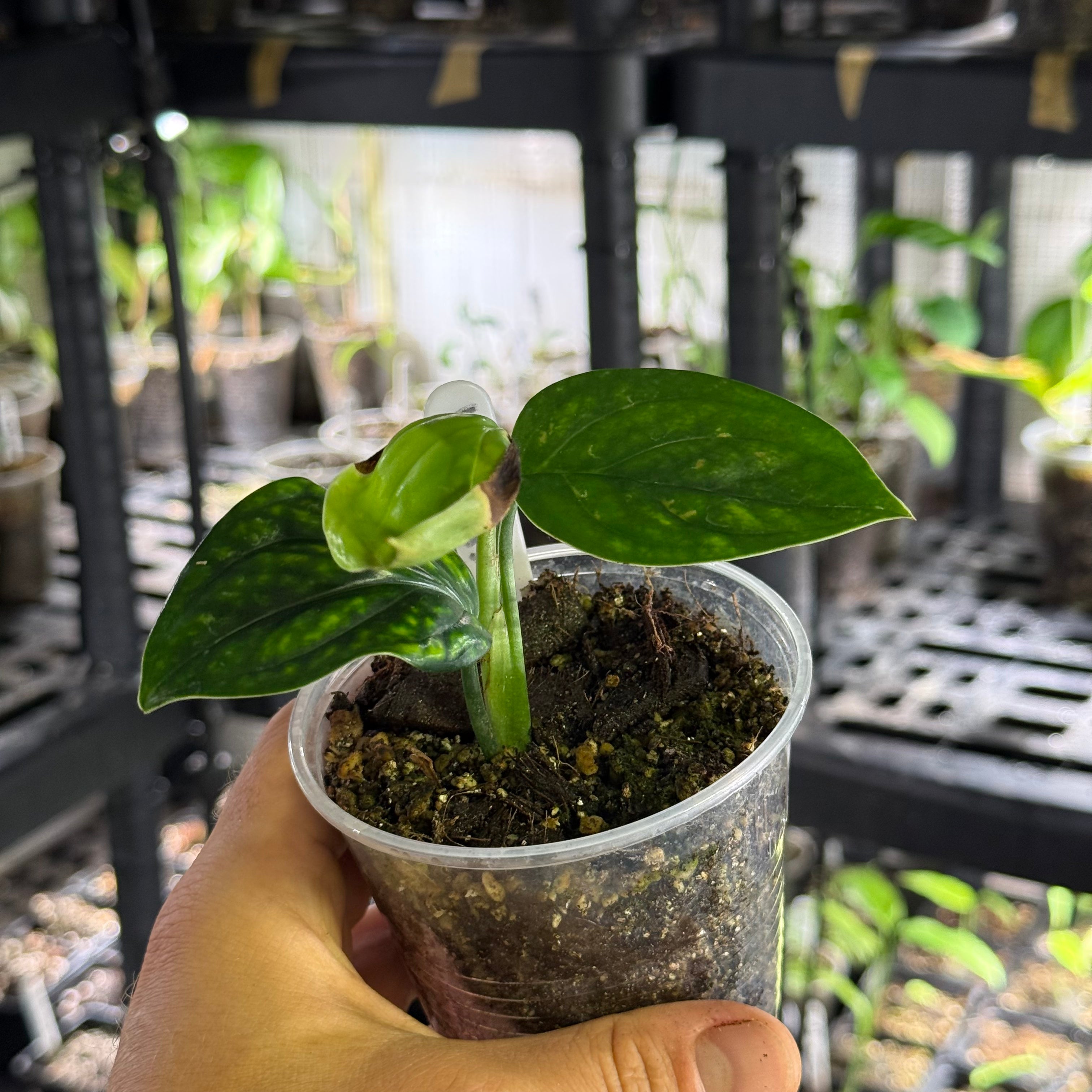 Monstera adansonii subsp. klotzschiana