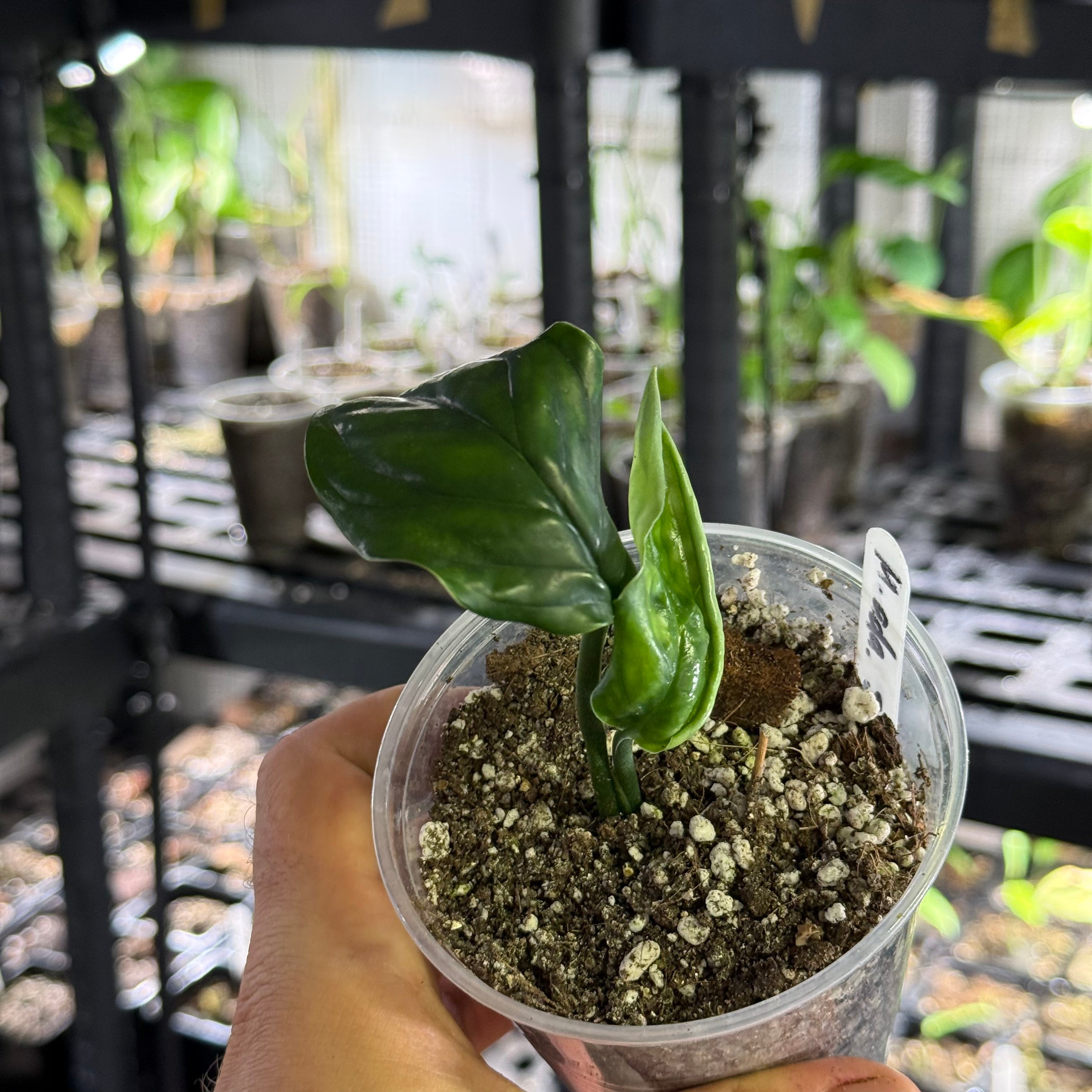 Monstera adansonii subsp. klotzschiana