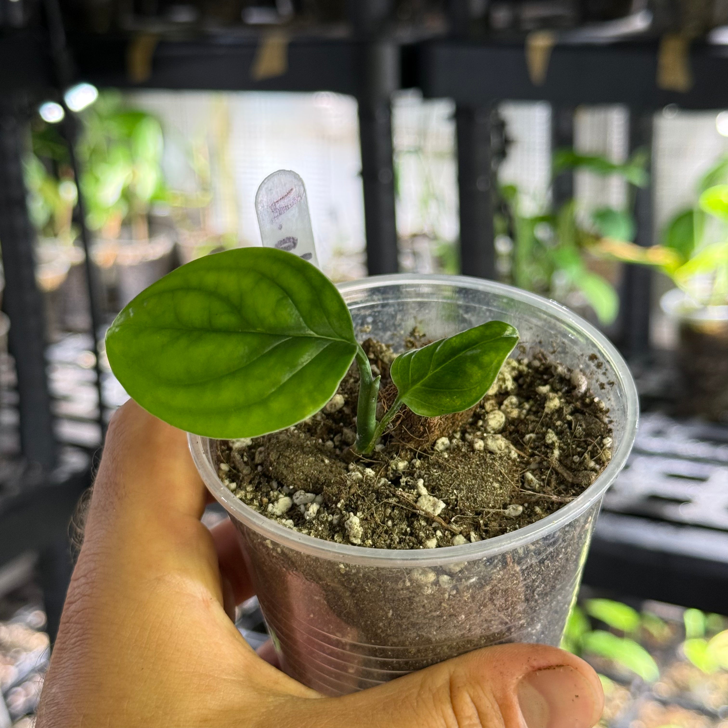 Monstera adansonii subsp. klotzschiana
