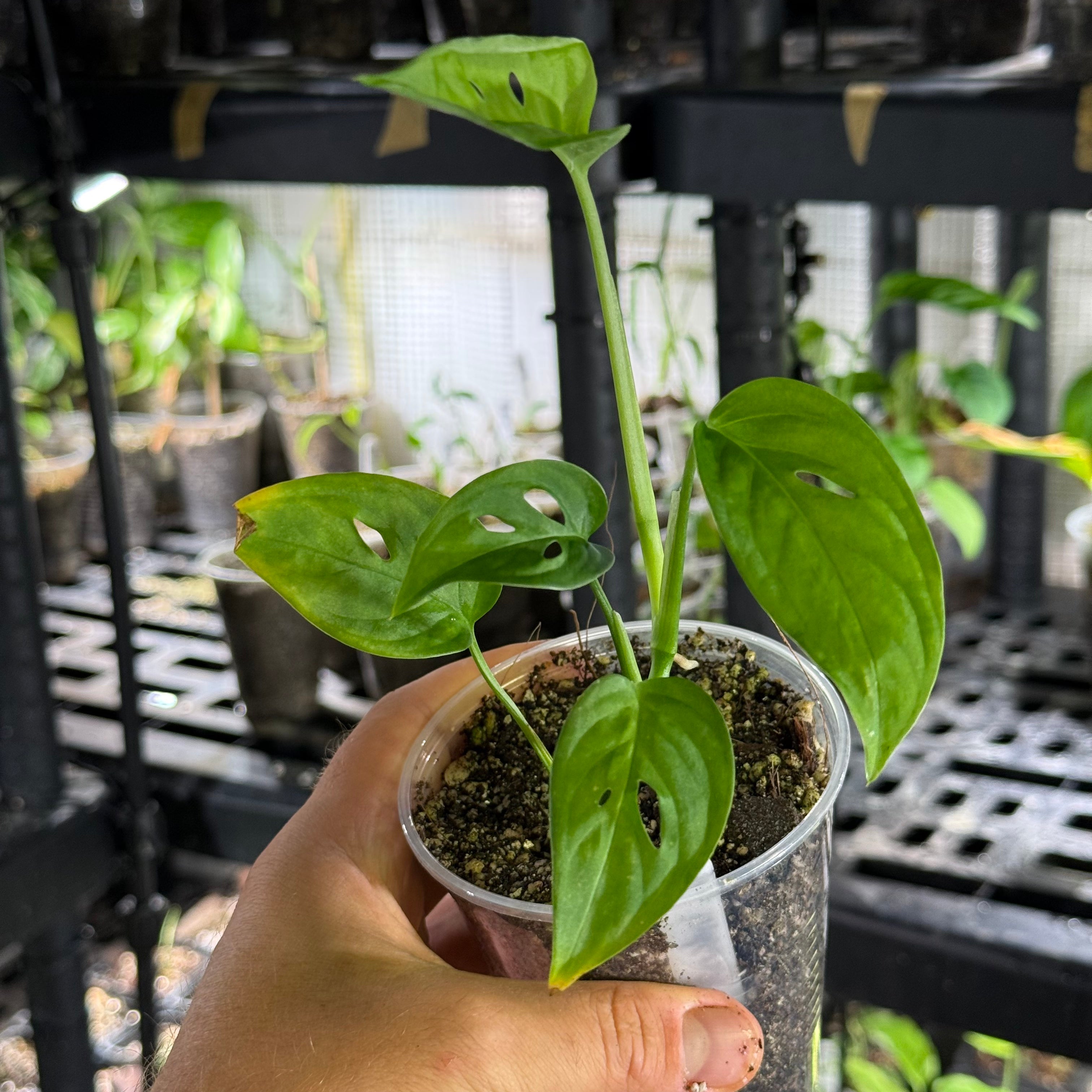 Monstera adansonii ssp laniata Indanza