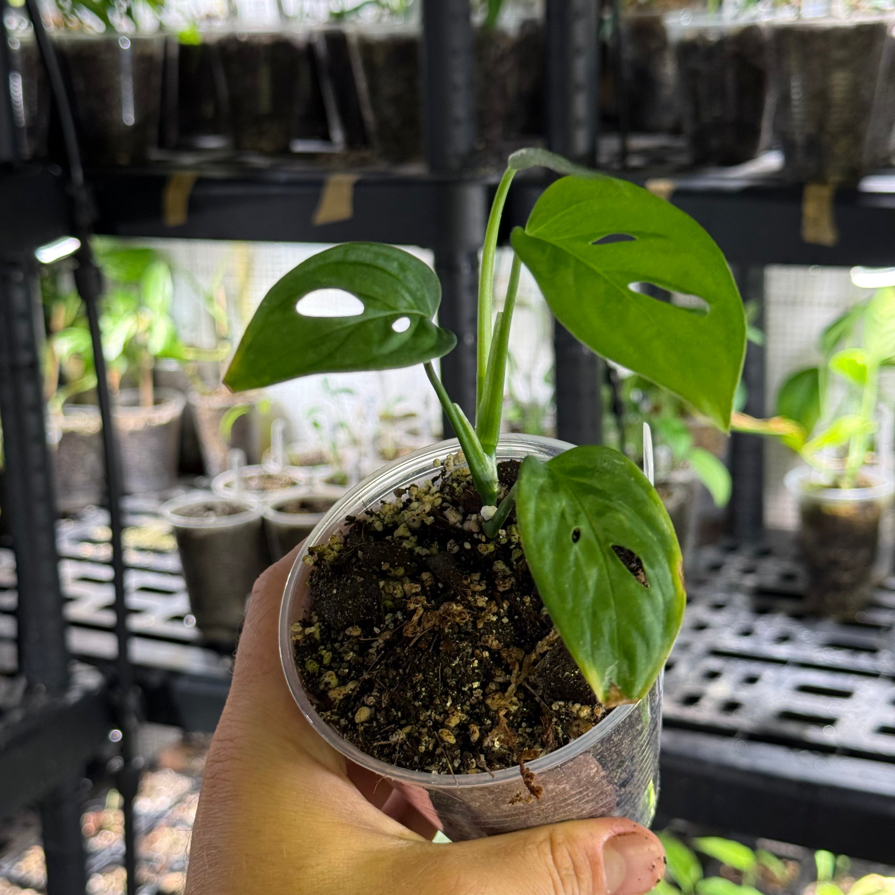 Monstera adansonii ssp laniata Indanza