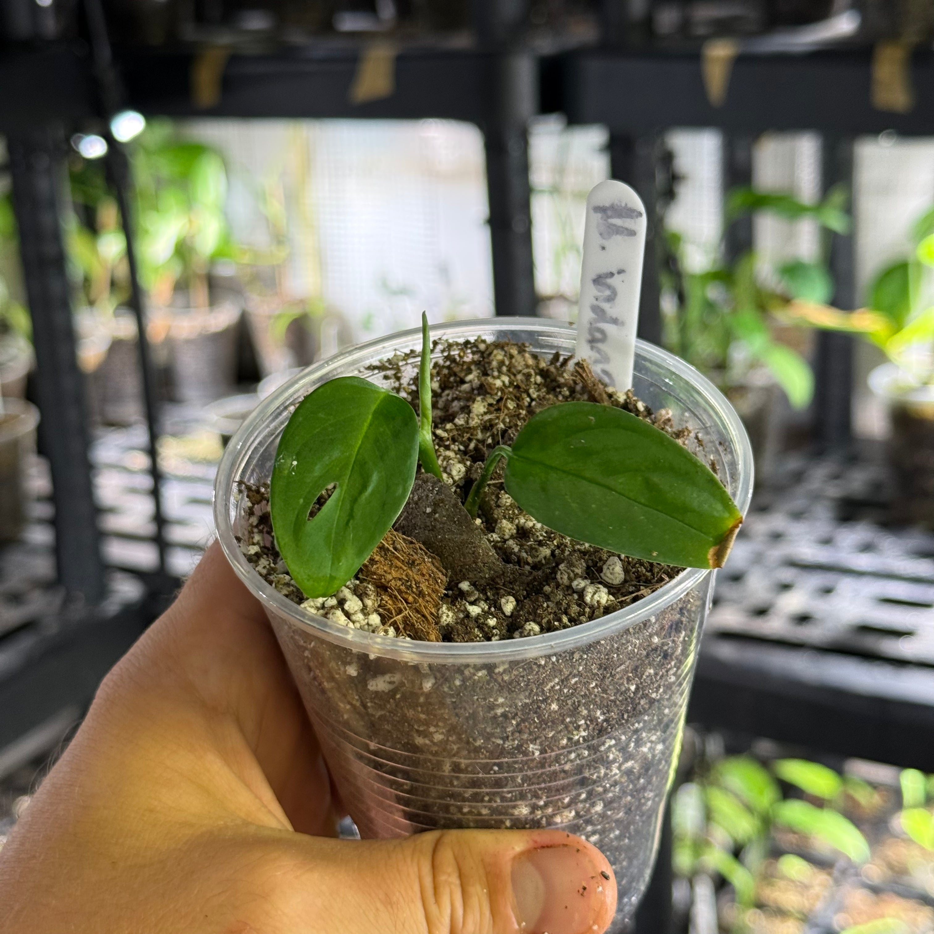 Monstera adansonii ssp laniata Indanza