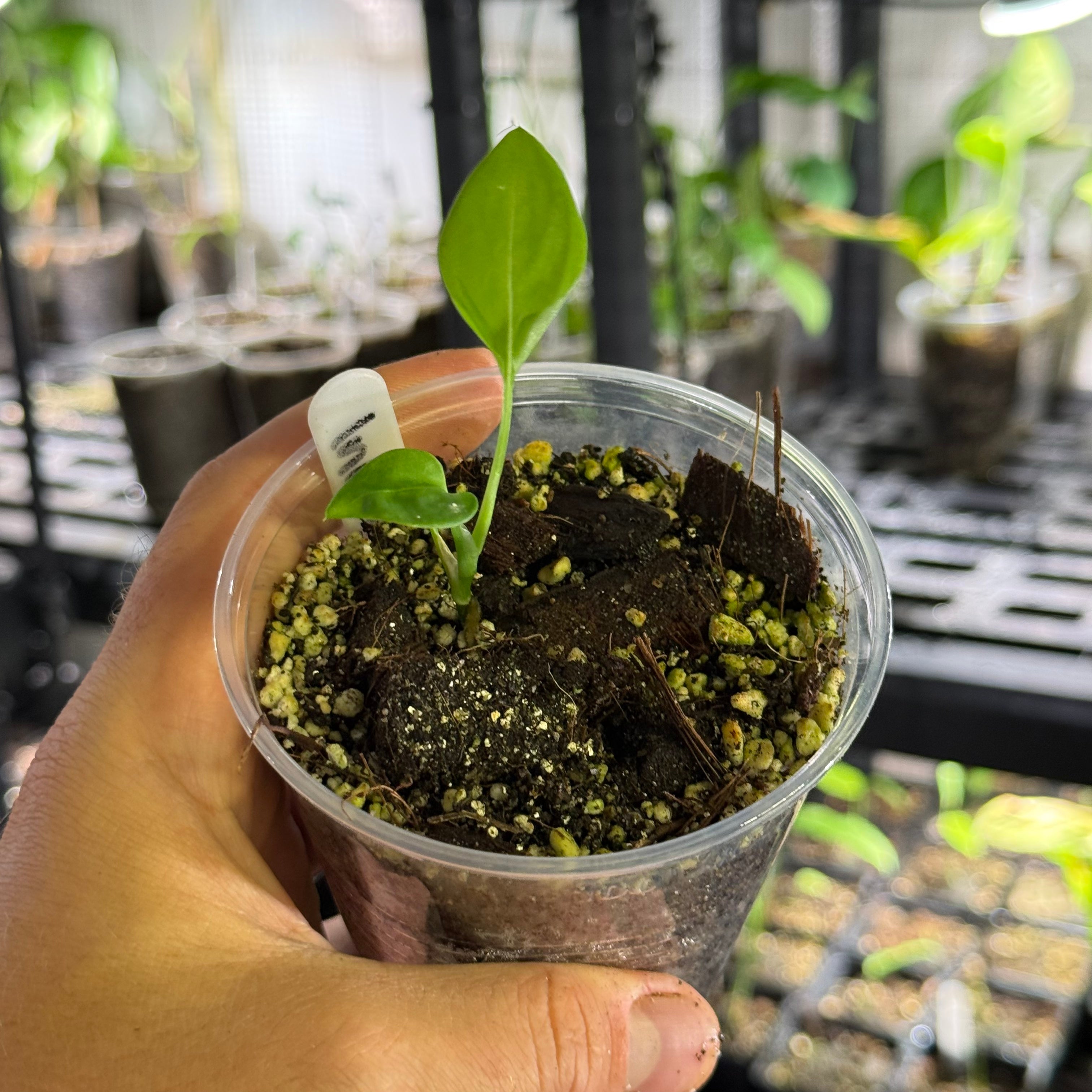 Monstera adansonii ssp laniata Indanza