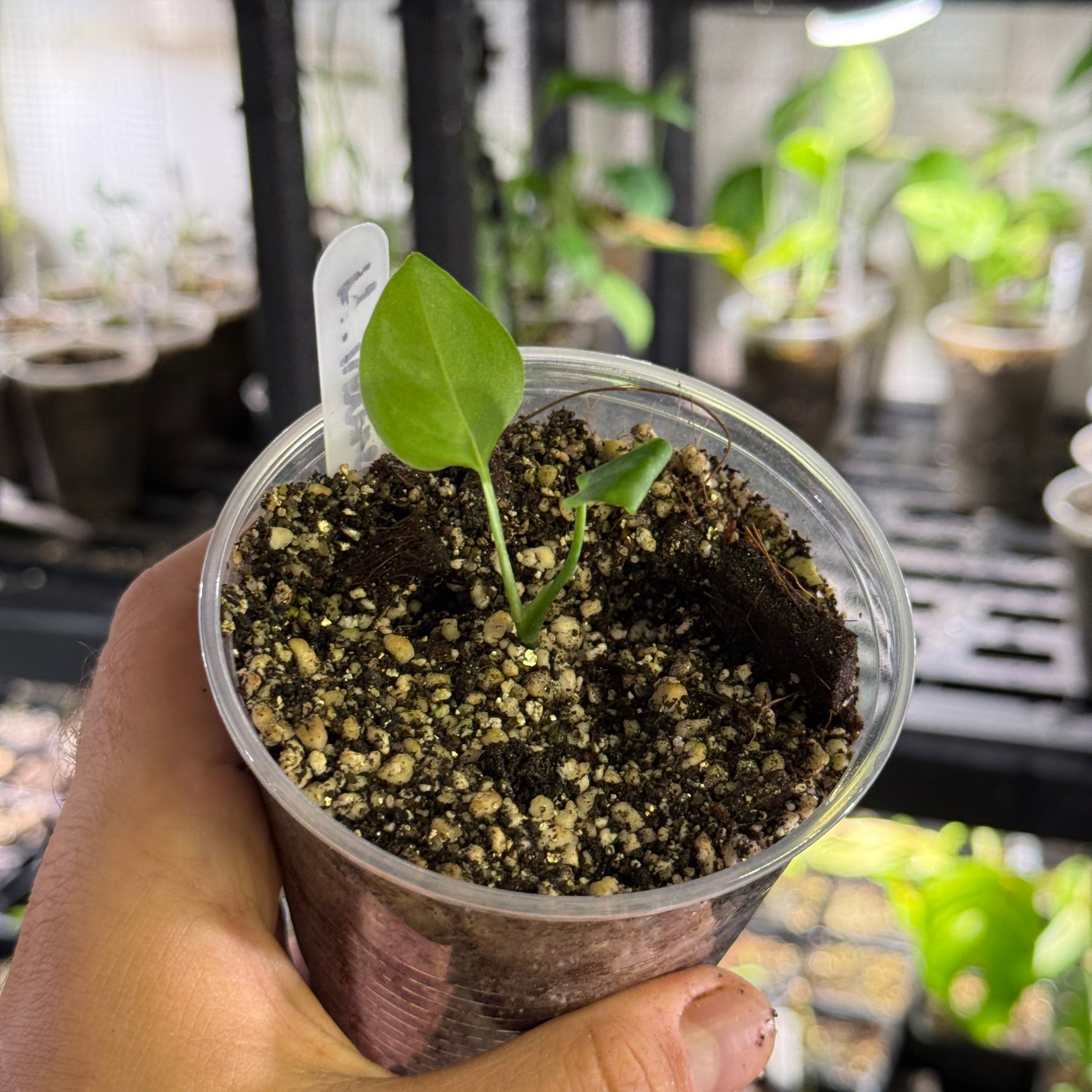 Monstera adansonii ssp laniata Indanza