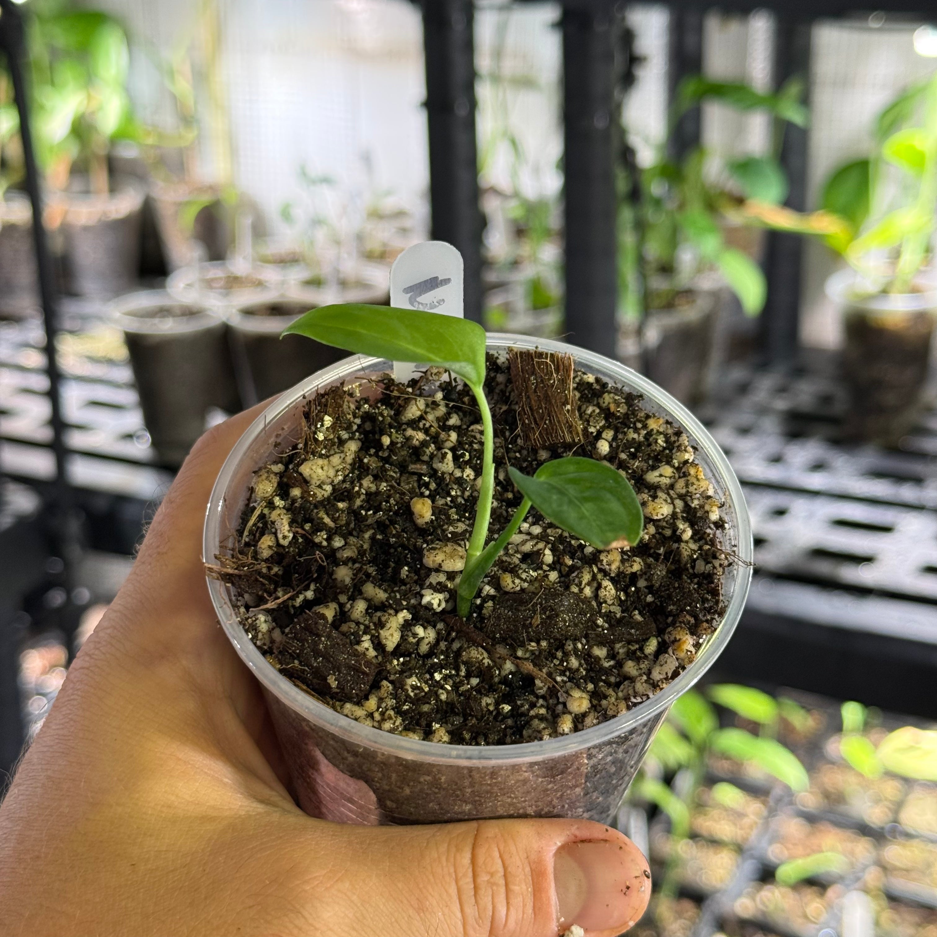 Monstera adansonii ssp laniata Indanza