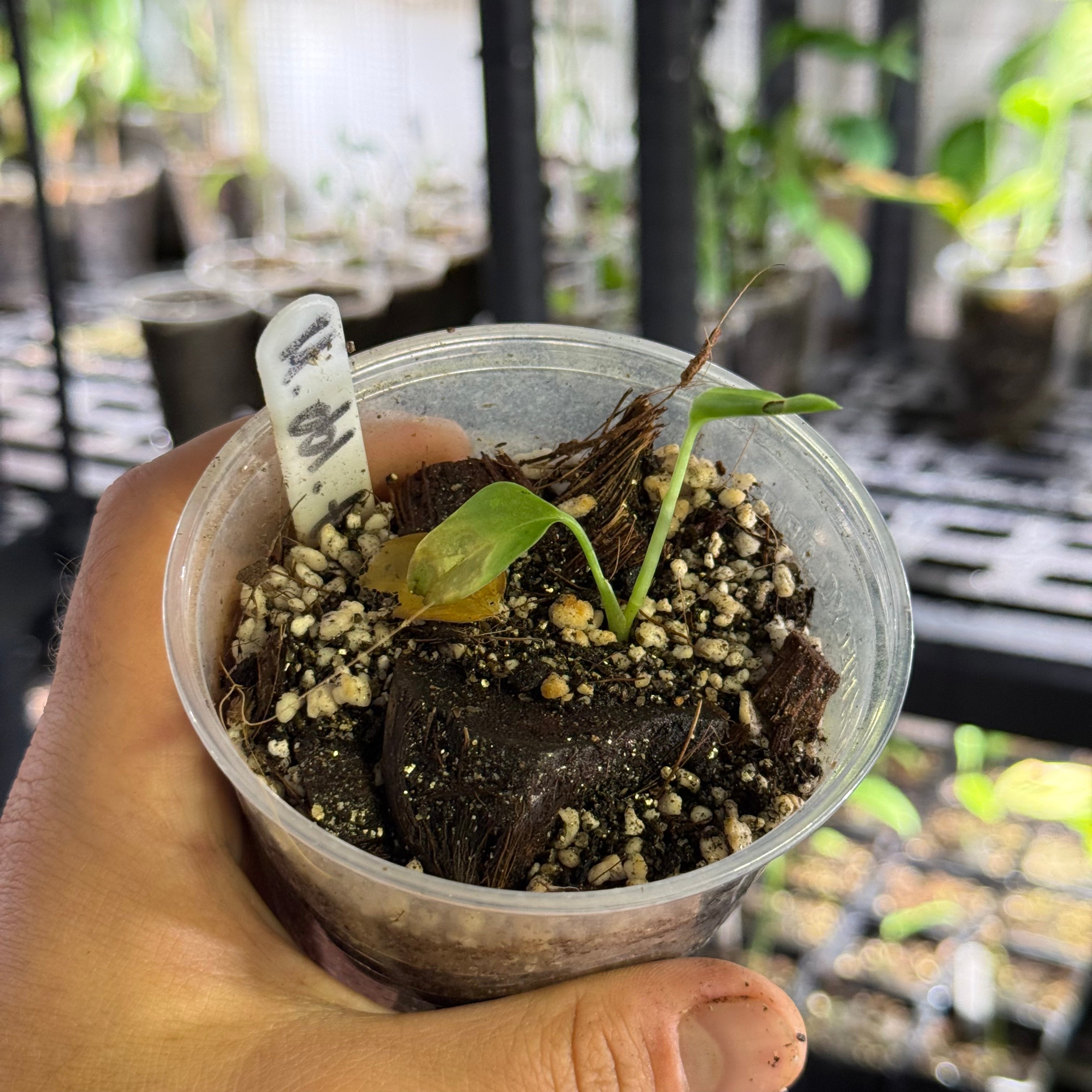 Monstera adansonii ssp laniata Indanza
