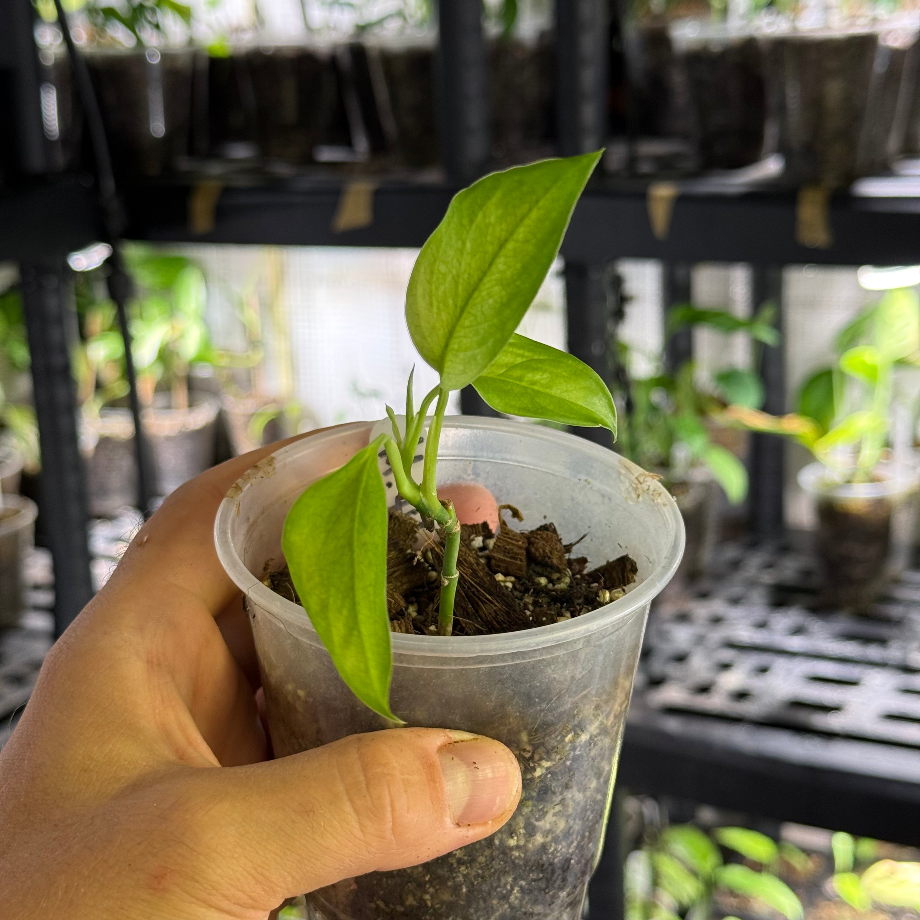 Monstera obliqua filamentous