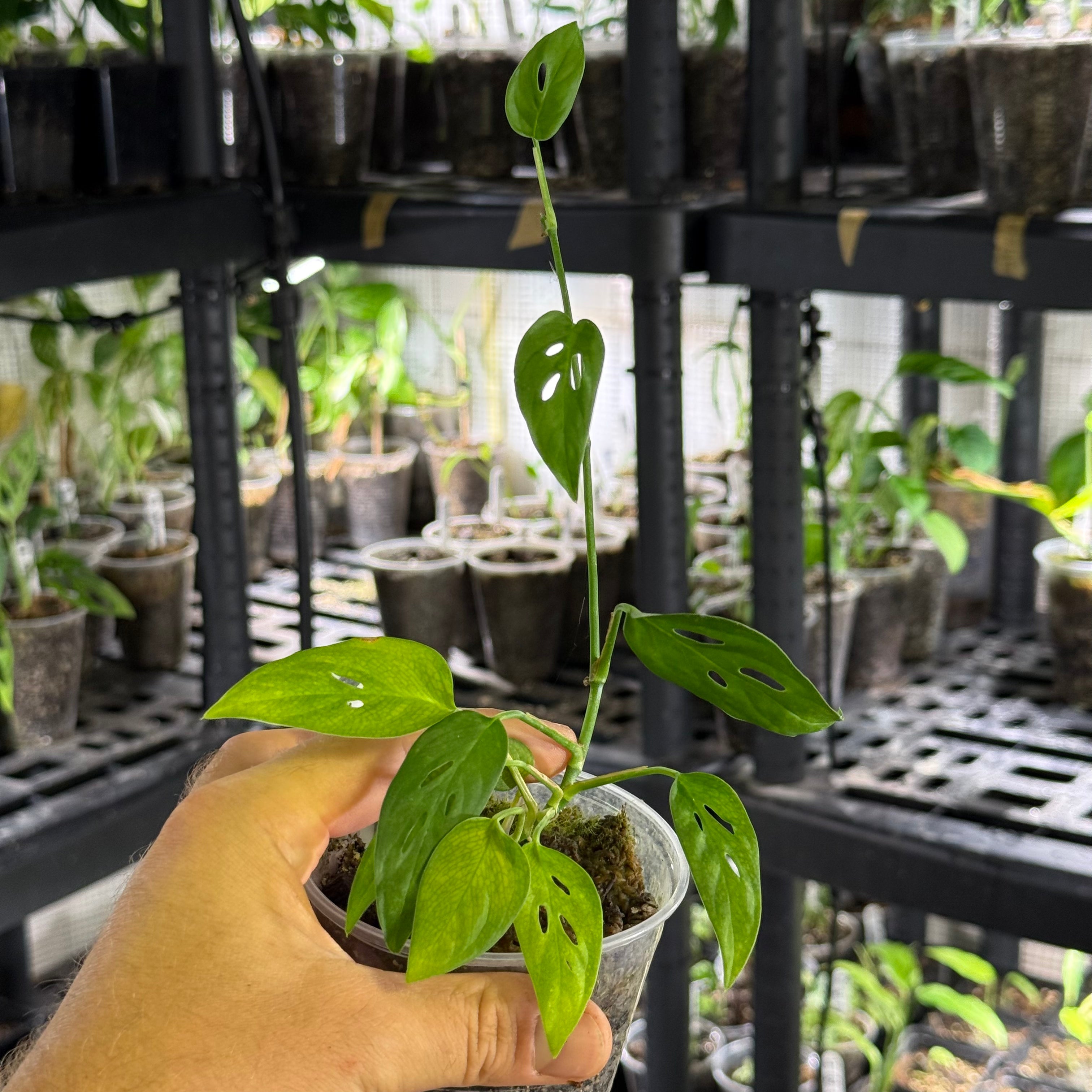 Monstera sp. black tropicals