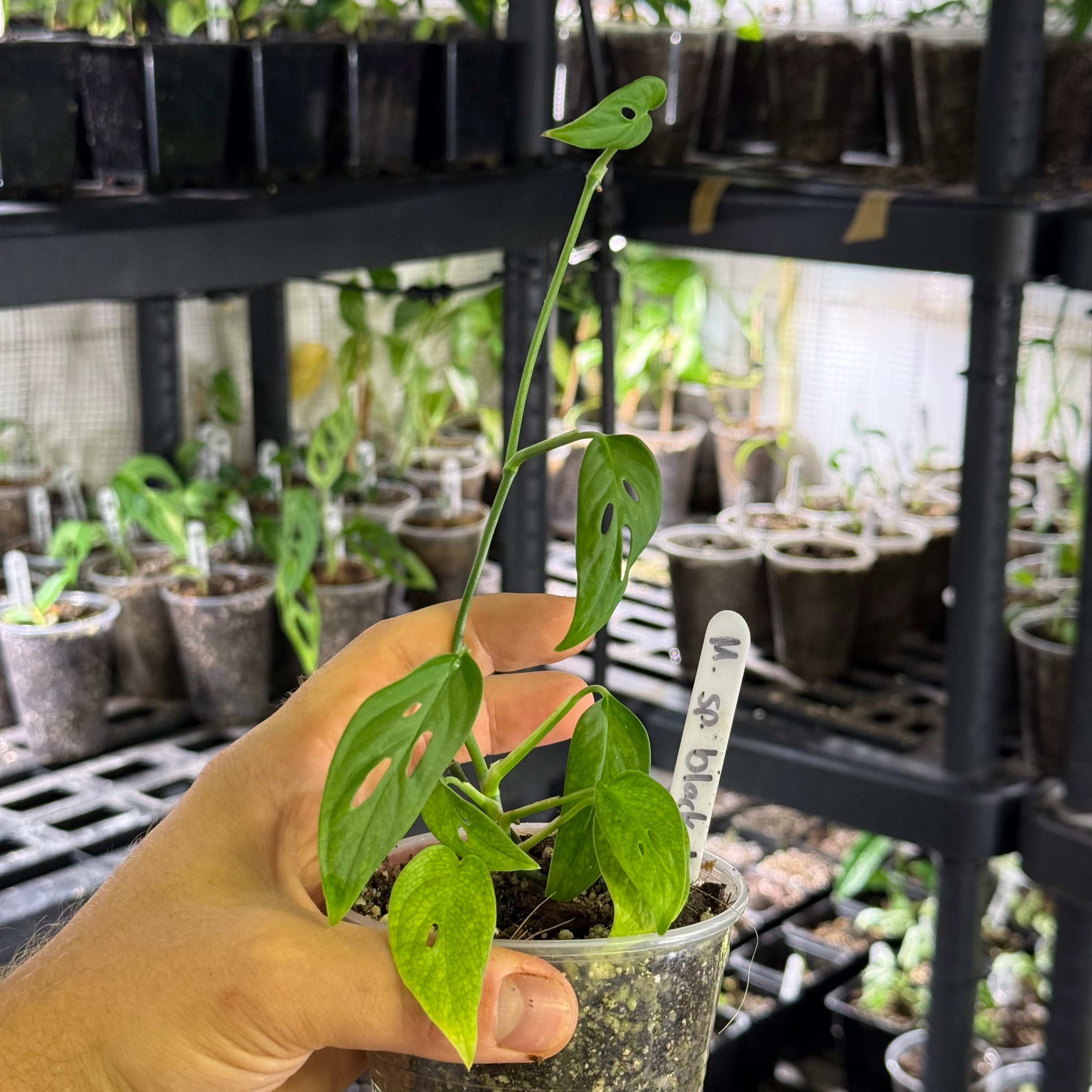 Monstera sp. black tropicals