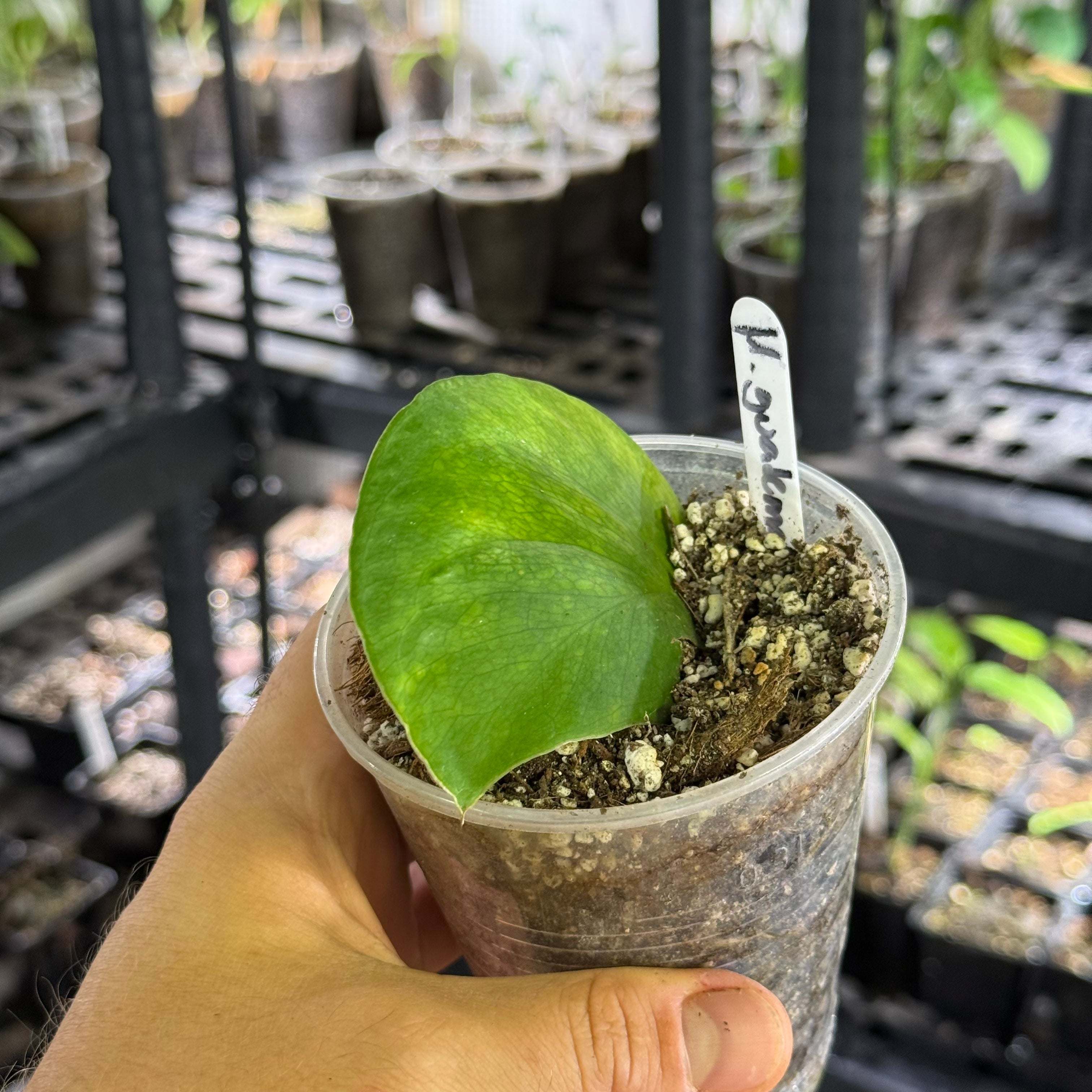Monstera acuminata guatemala