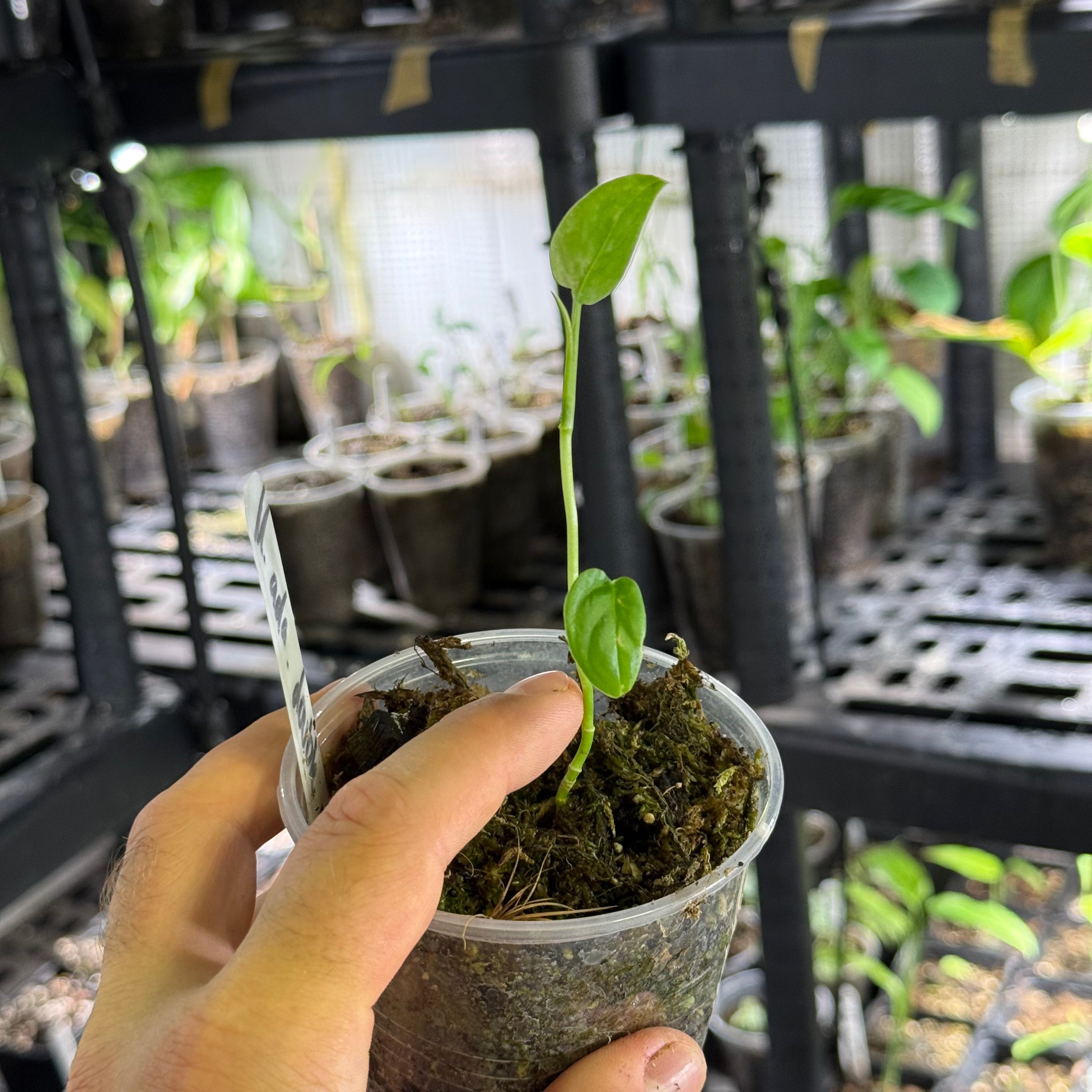Monstera adansonii double windows