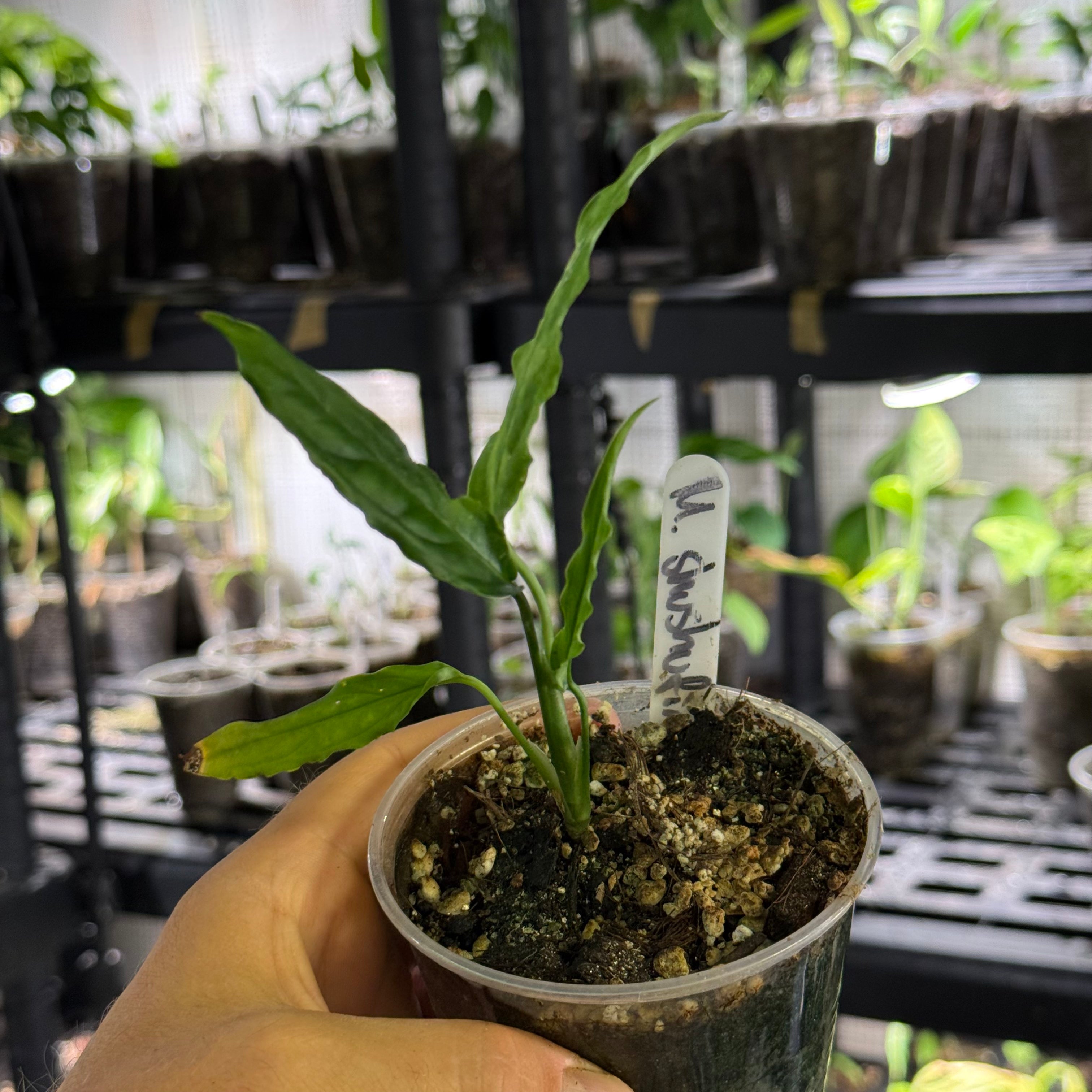 Monstera shushufindi