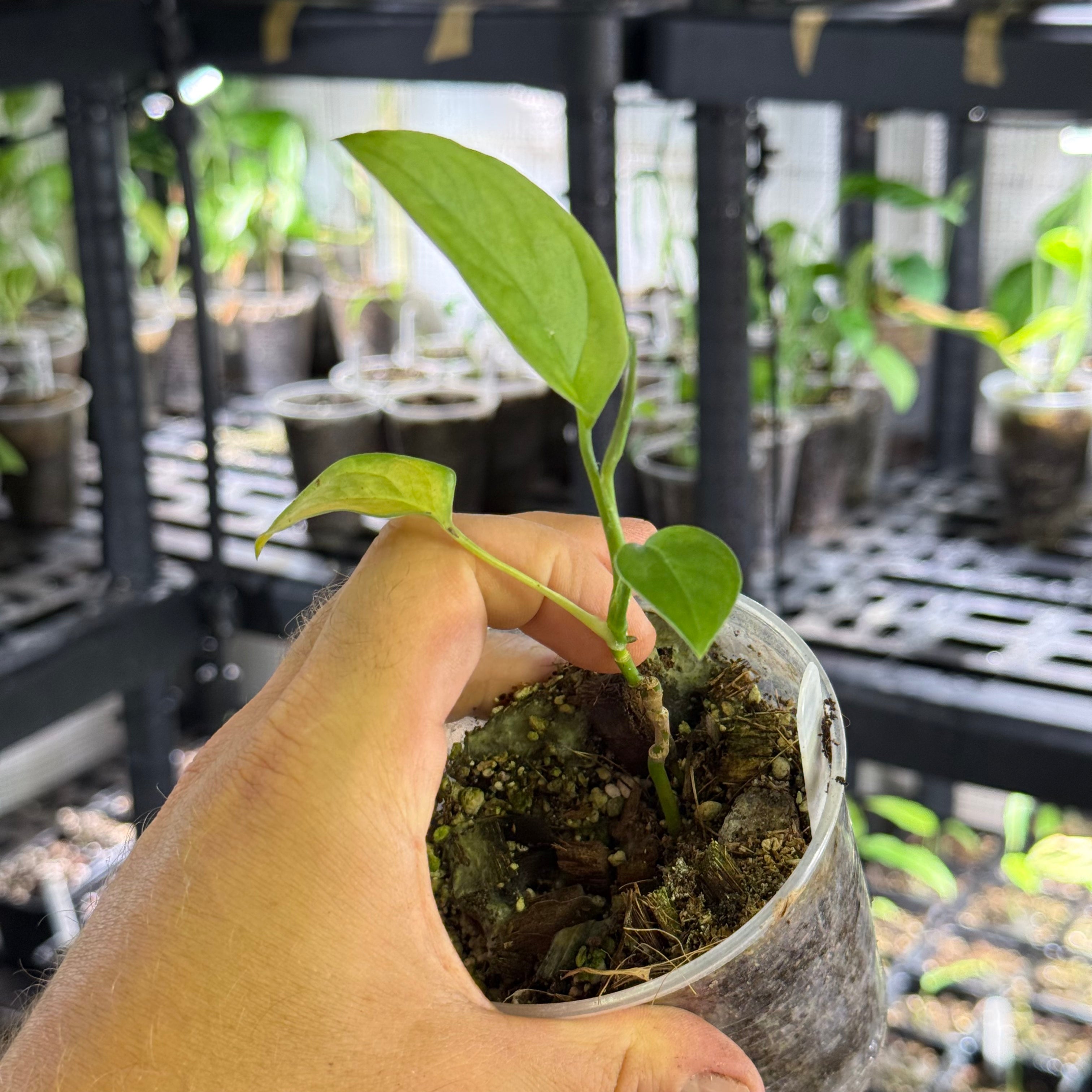 Monstera obliqua cf french guiana
