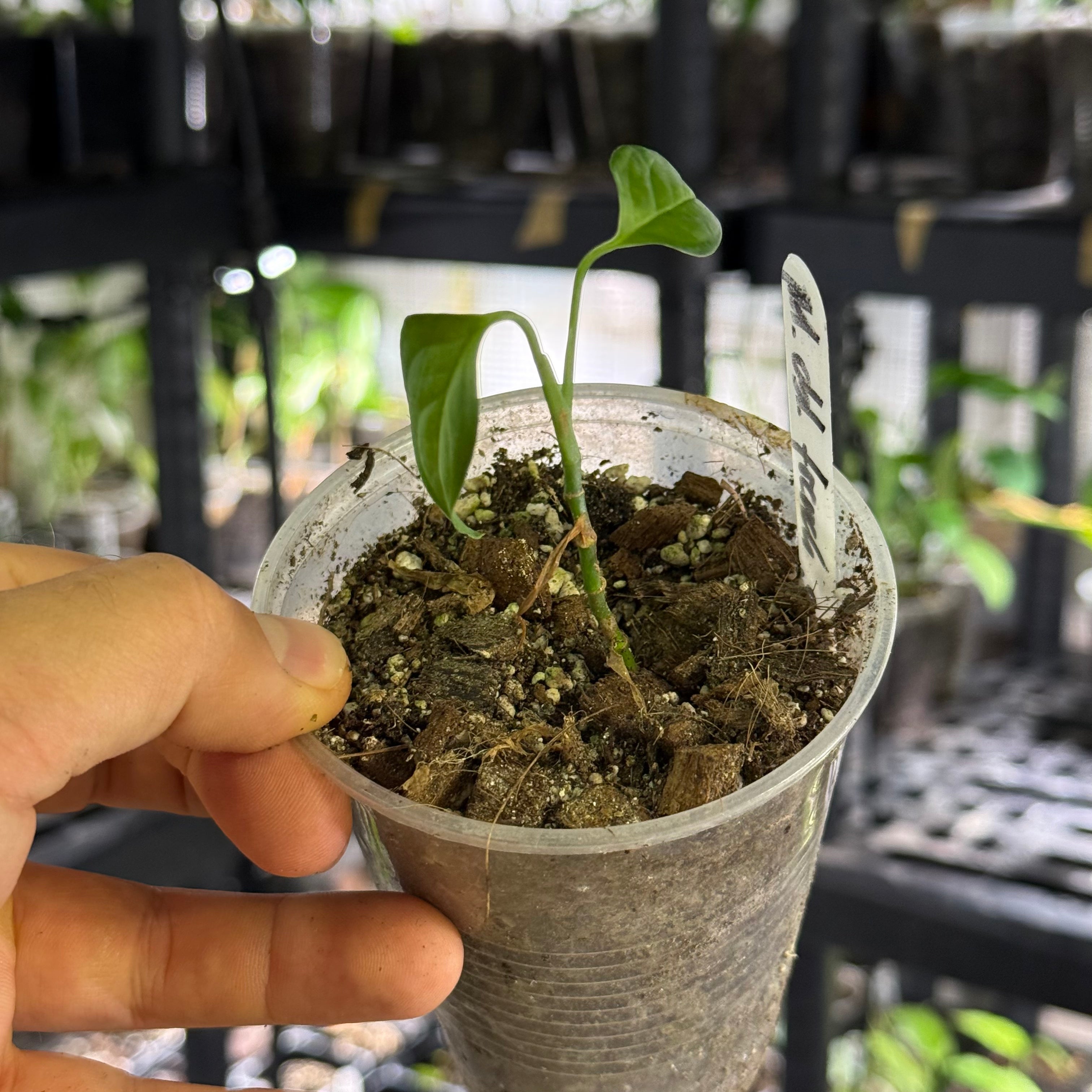 Monstera obliqua cf french guiana