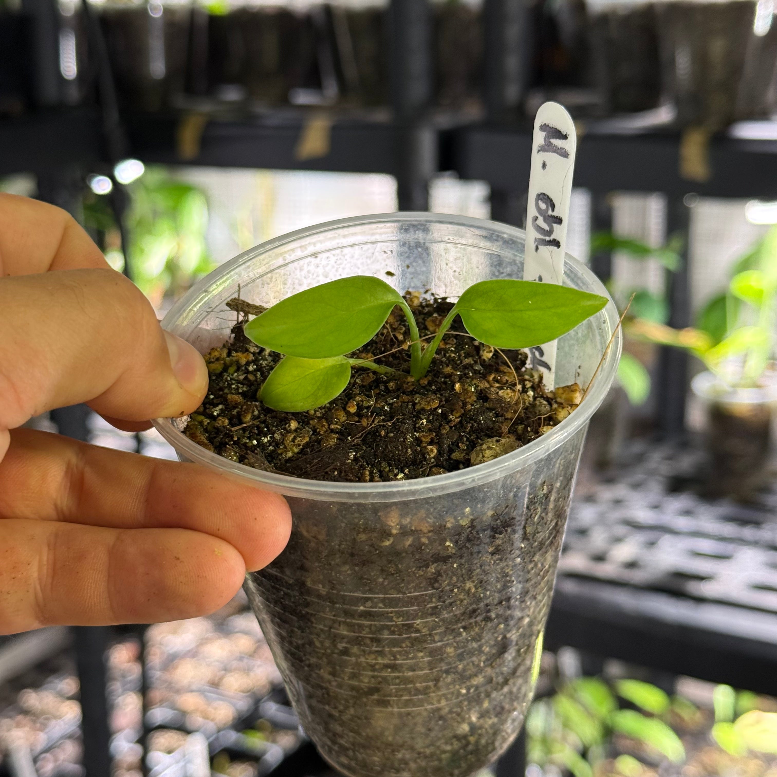 Monstera obliqua cf french guiana