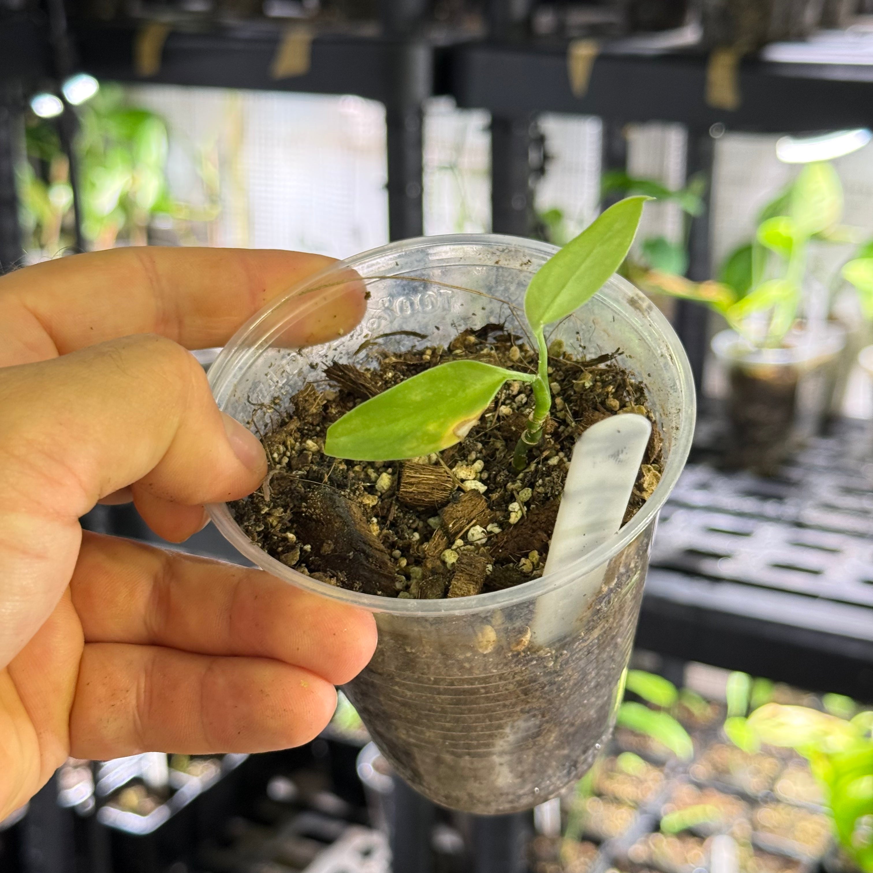 Monstera obliqua cf french guiana